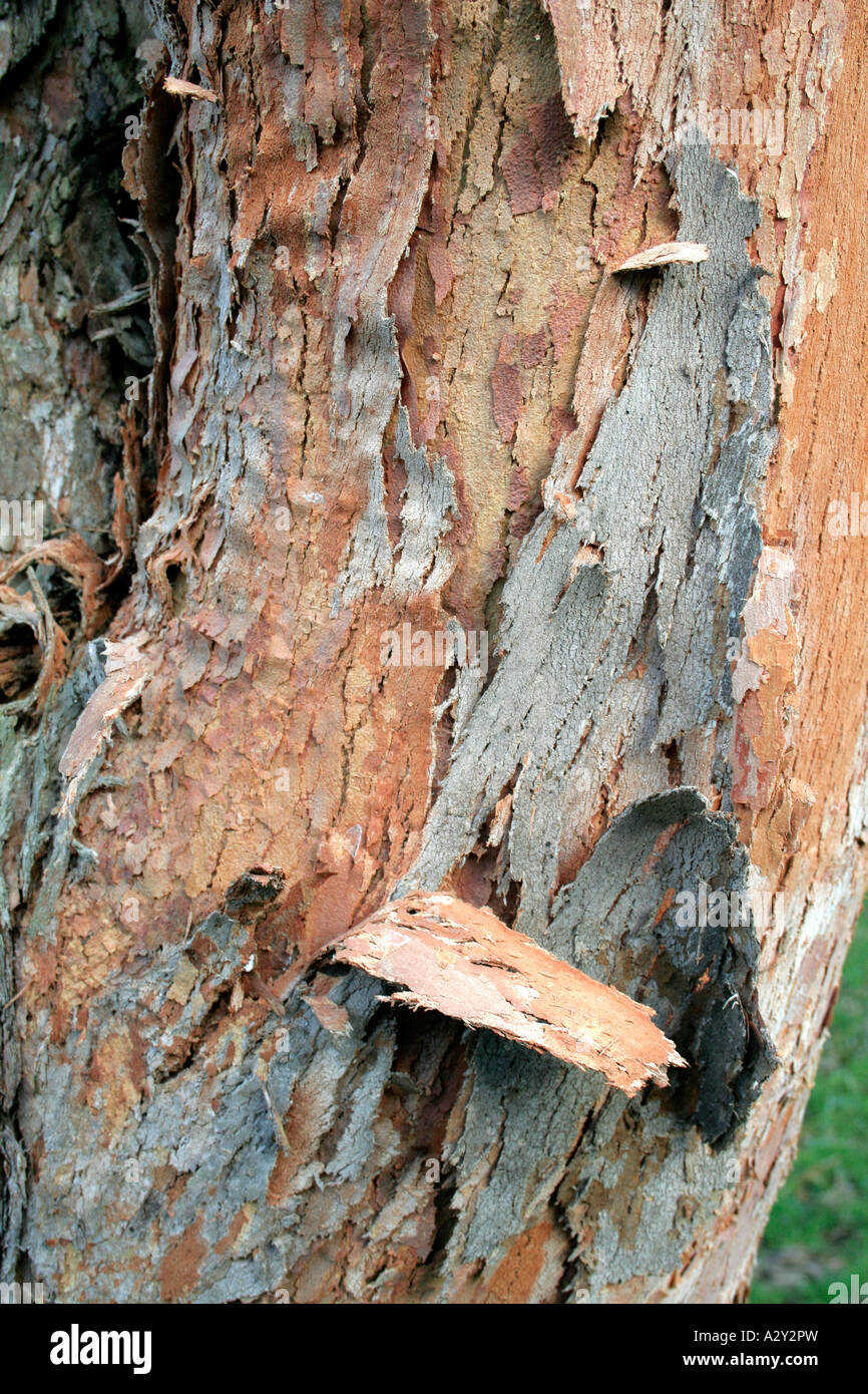 Eucalytpus delegatensis Stockfoto