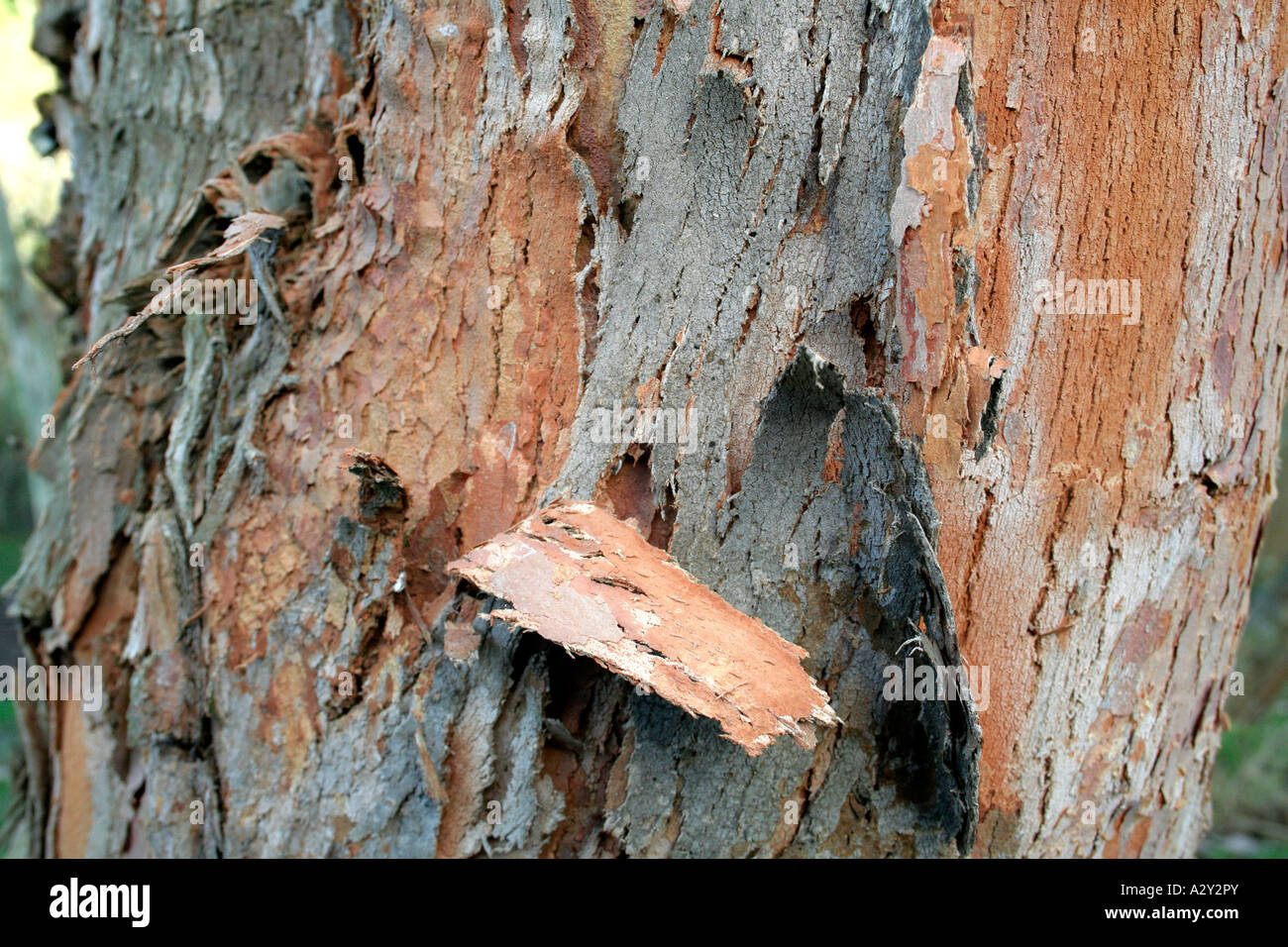 Eucalytpus delegatensis Stockfoto