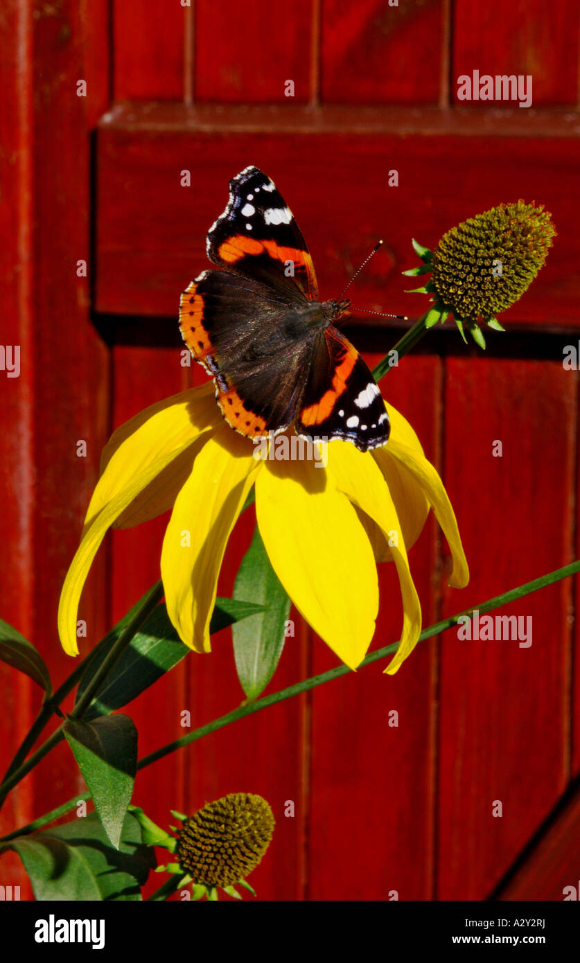 Schmetterling auf Rudbeckia Nitida Herbstsonne Stockfoto