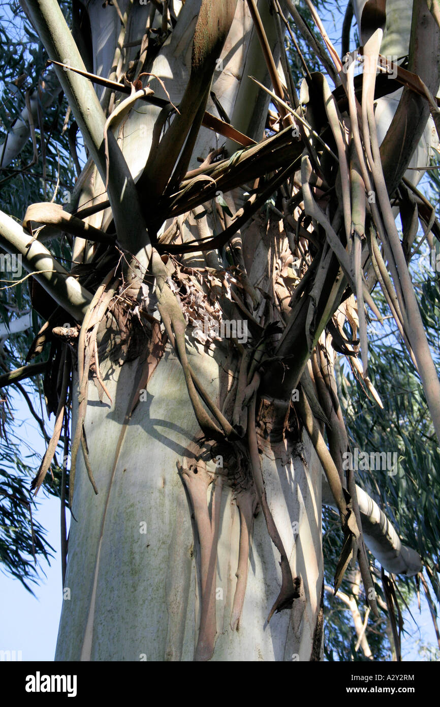 Eucalytpus nitens Stockfoto