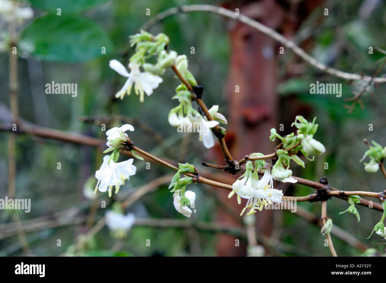 Lonicera X purpusii Winter Beauty Stockfoto