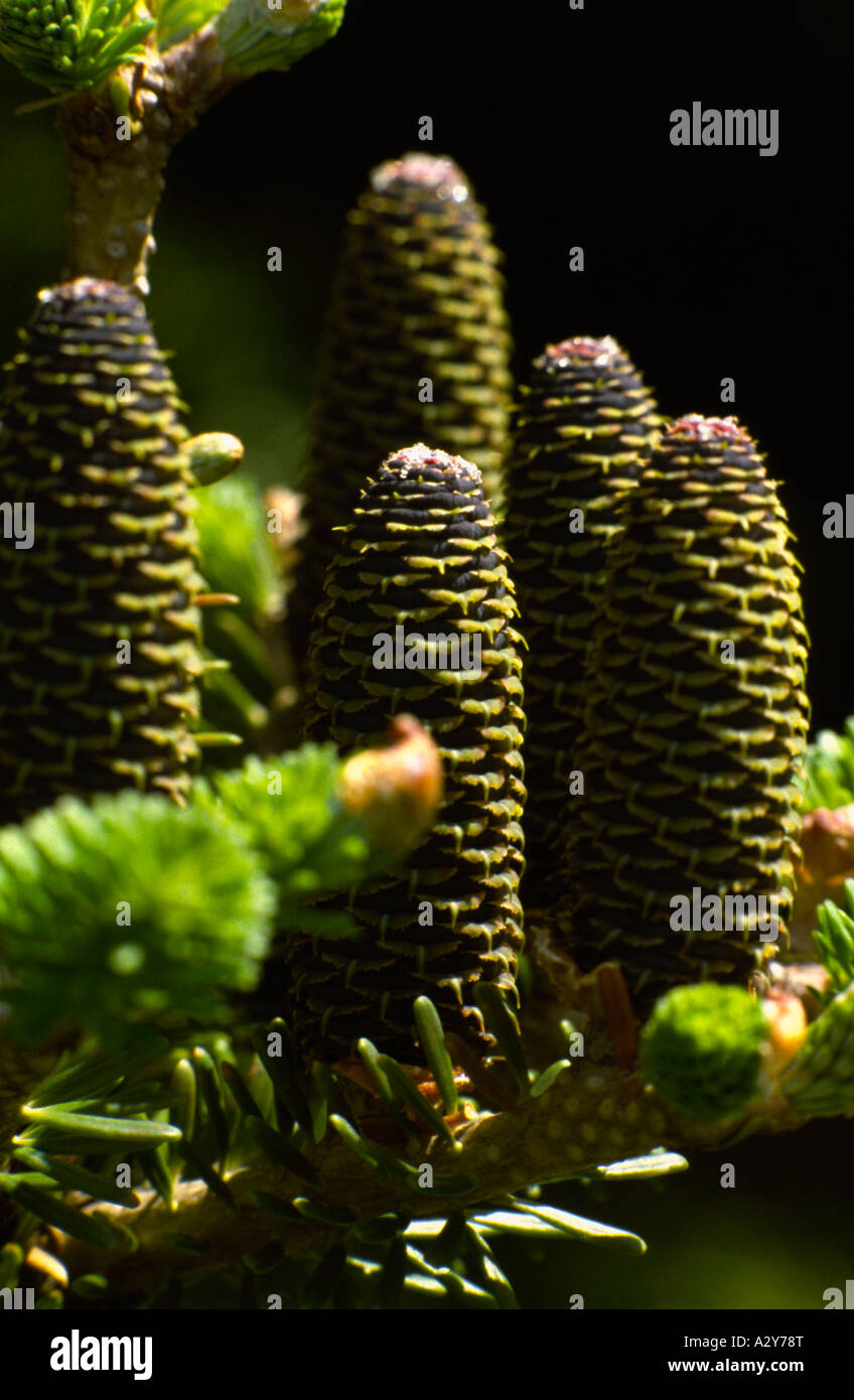 nadelbaum-baum-zapfen-stockfotografie-alamy