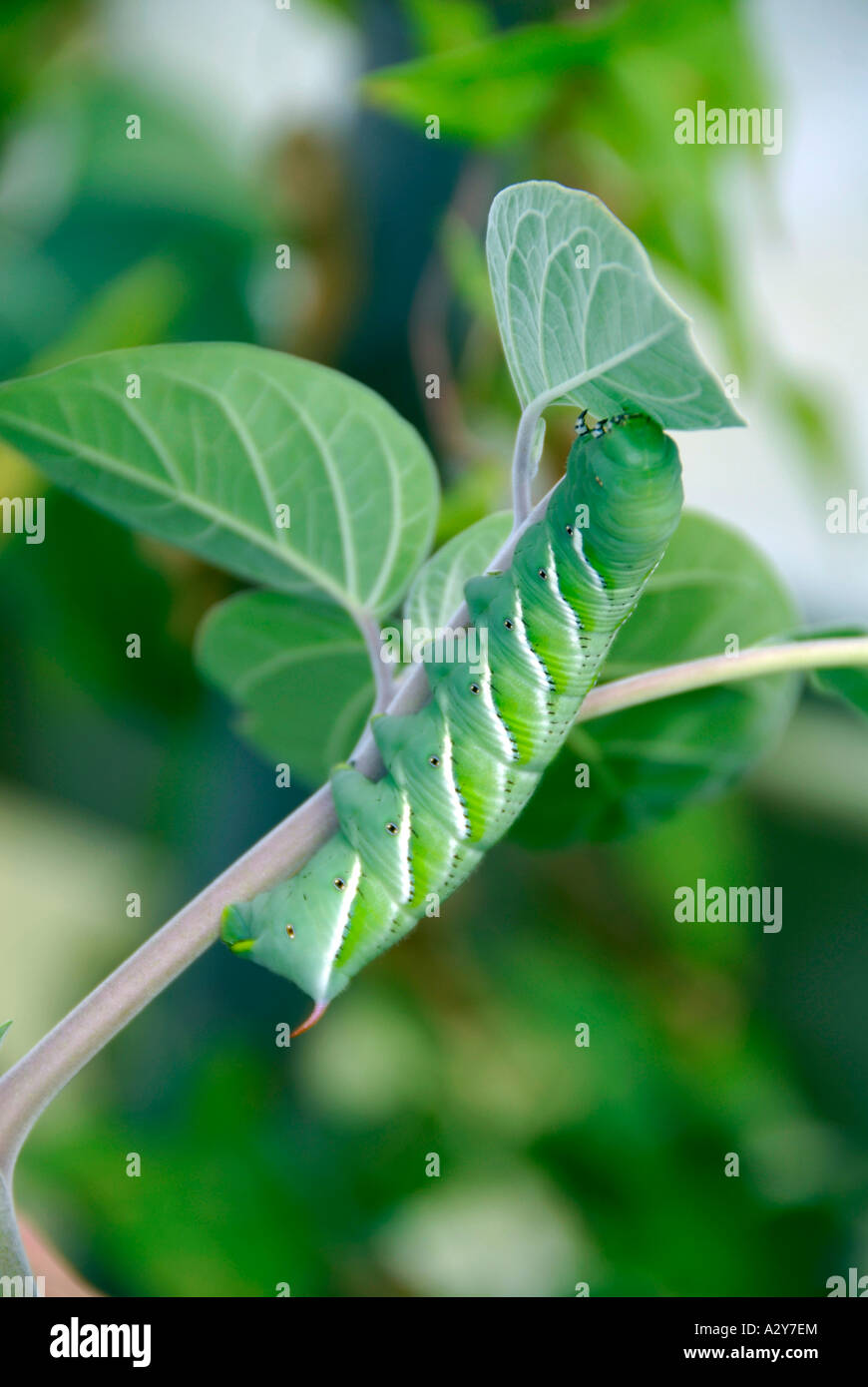 Raupe larve motte sphinx -Fotos und -Bildmaterial in hoher Auflsung  Alamy