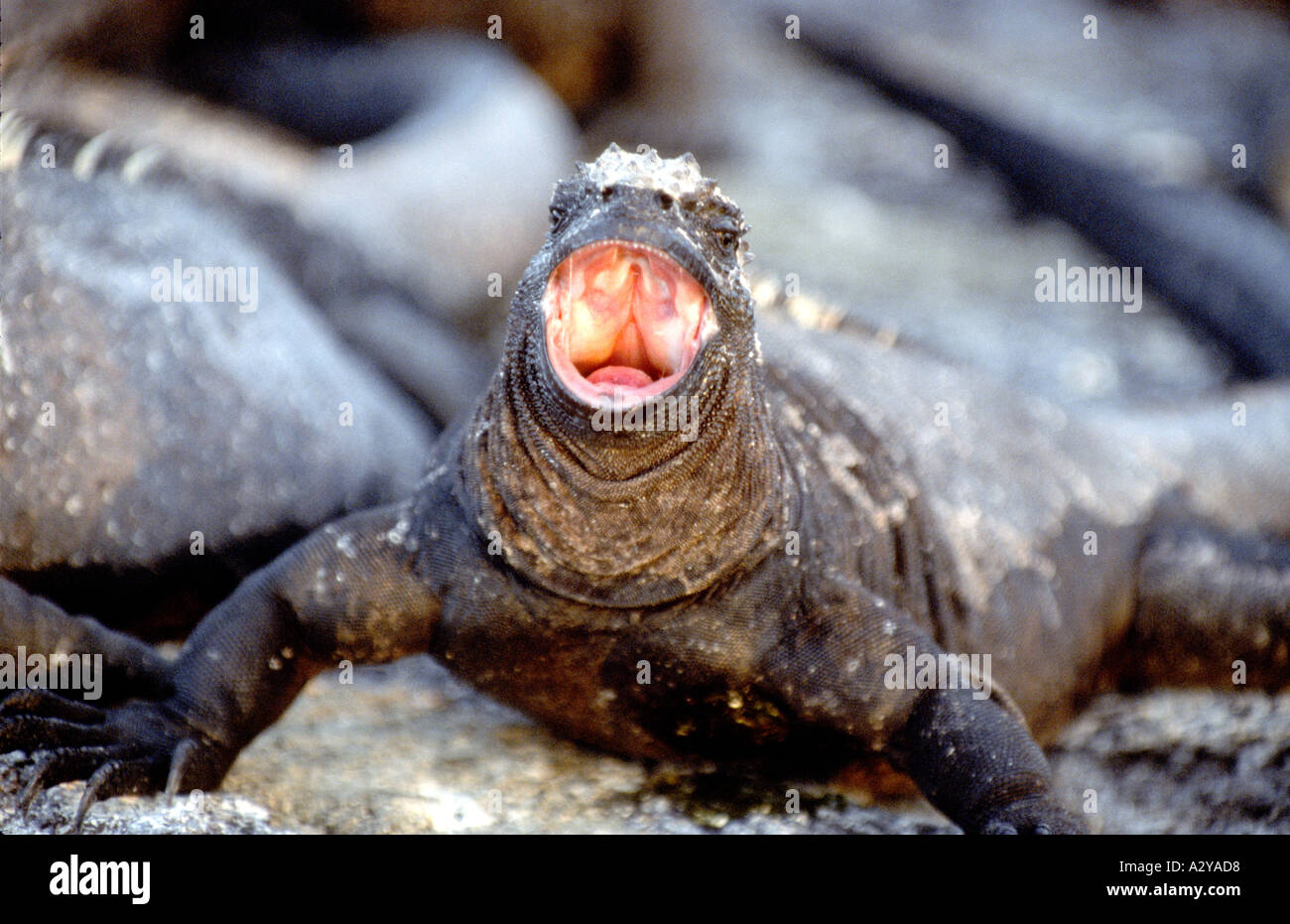 Marine Iguana mit offenem Mund. Stockfoto