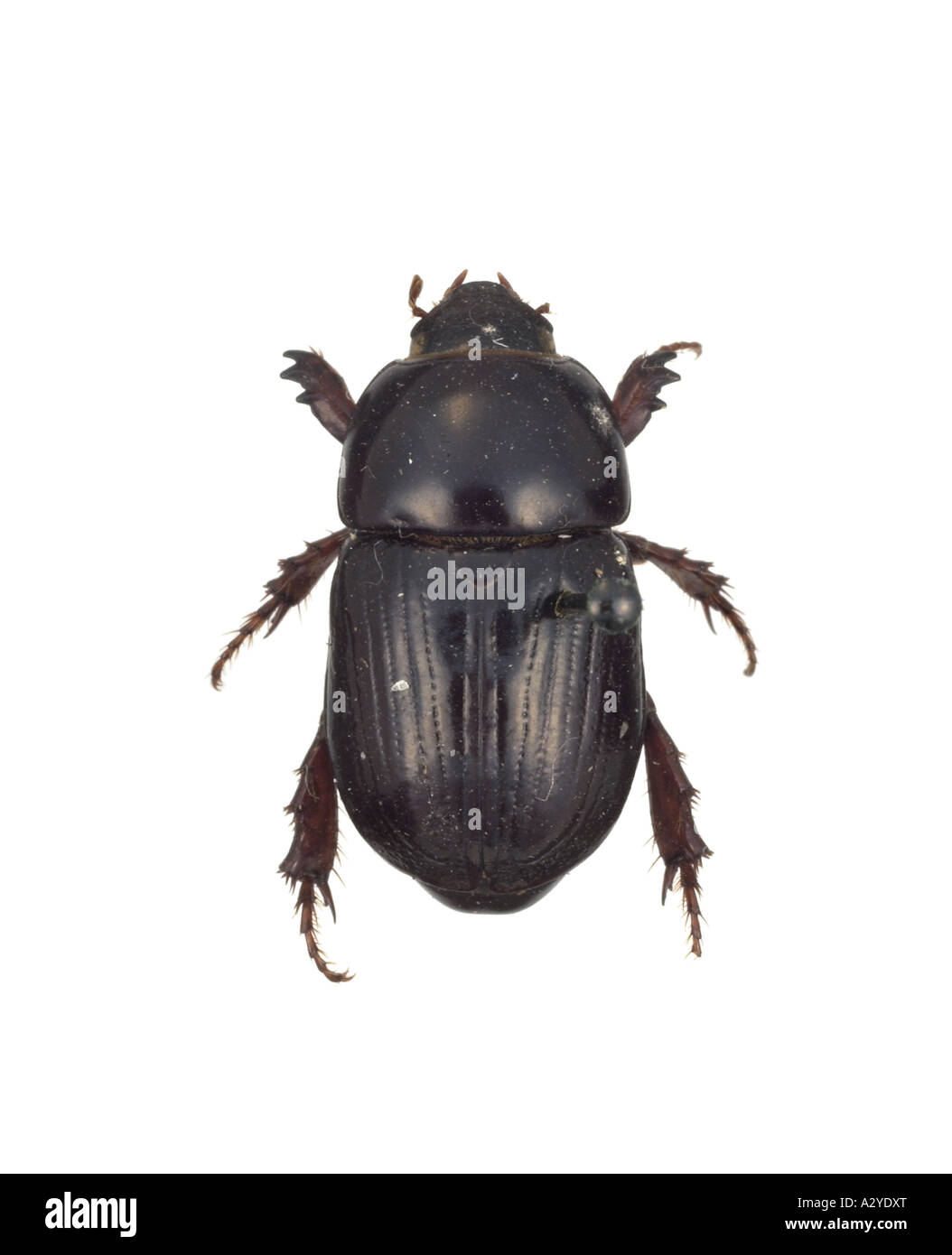 Schwarzer käfer -Fotos und -Bildmaterial in hoher Auflösung – Alamy