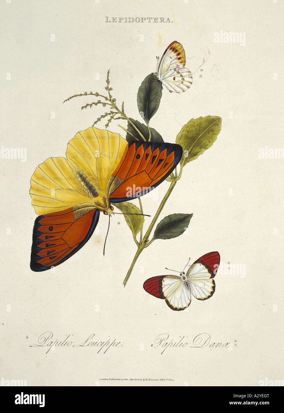 Papilio Leucippe und Papilio danae Stockfoto