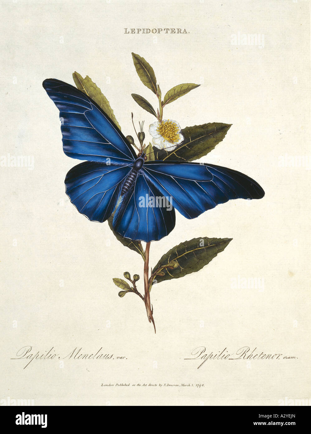 Morpho rhetenor -Fotos und -Bildmaterial in hoher Auflösung – Alamy