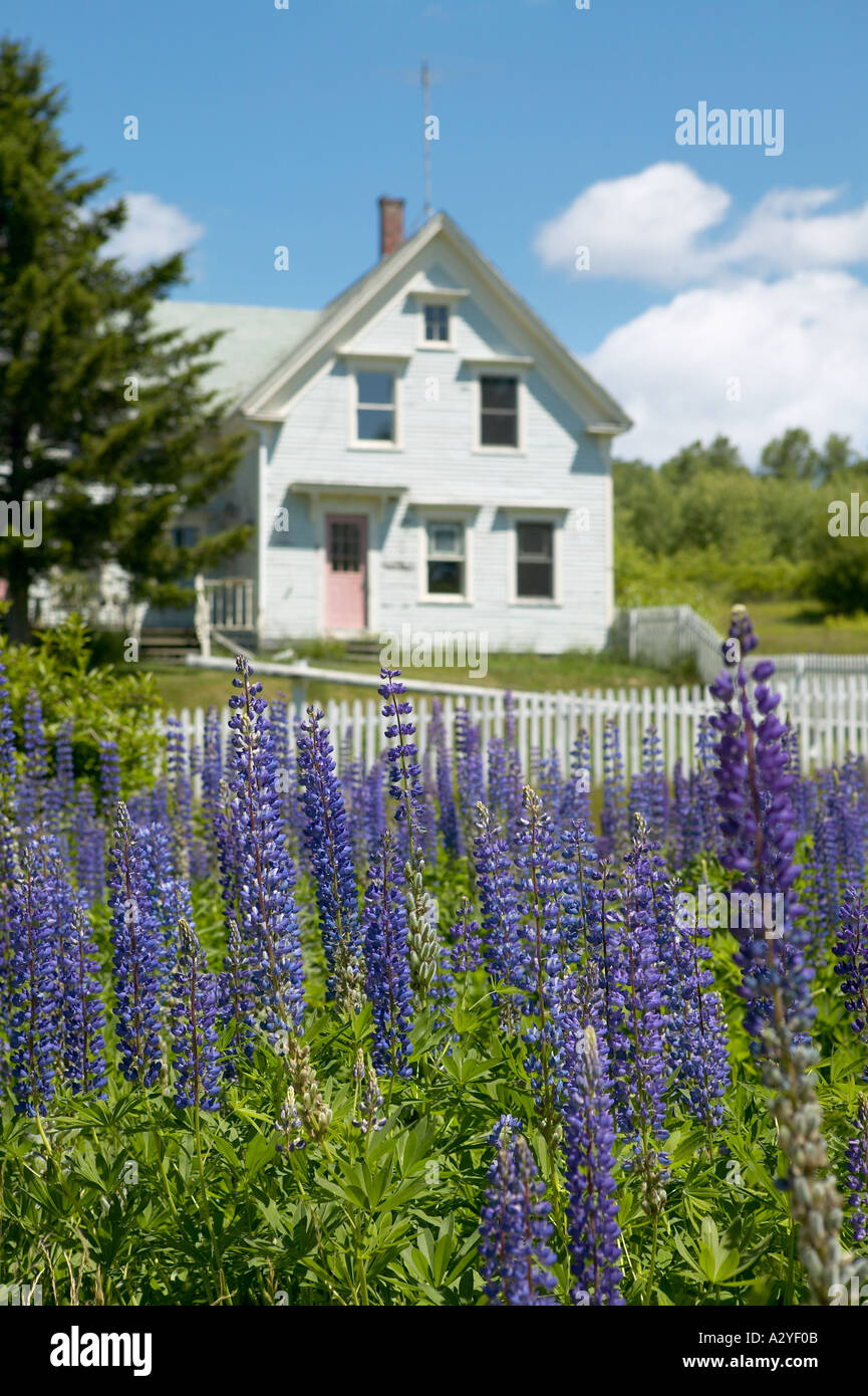 Lila Lupinen mit New England nach Hause und weißen Lattenzaun im Hintergrund Walker Teichbereich Brooksville Maine USA Stockfoto