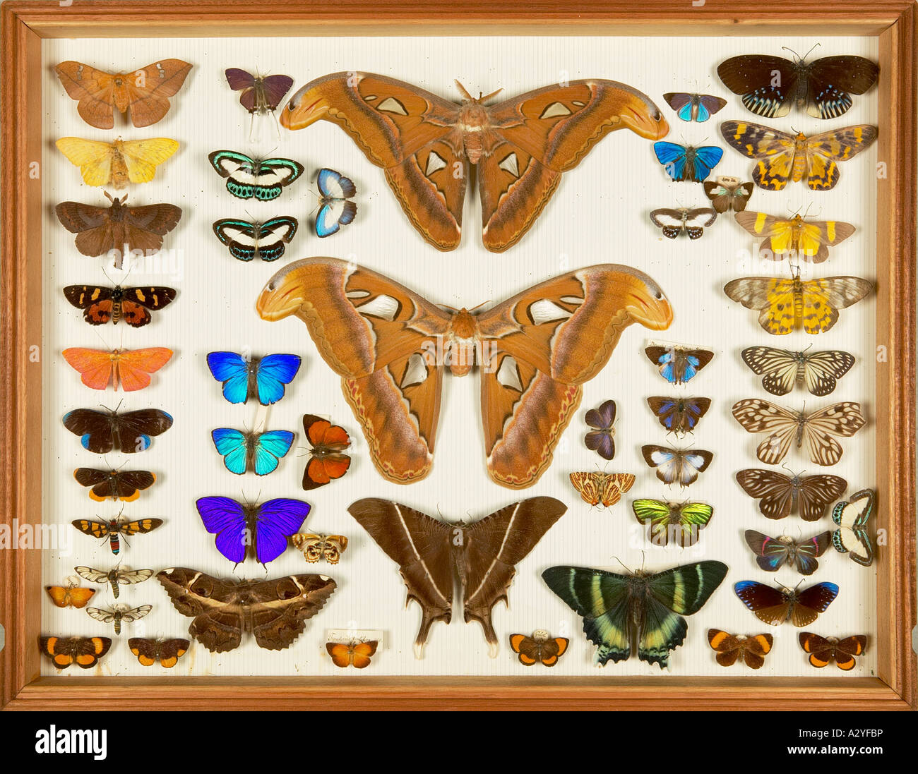 Entomologischen Exemplare aus der Wallace Collection Stockfoto