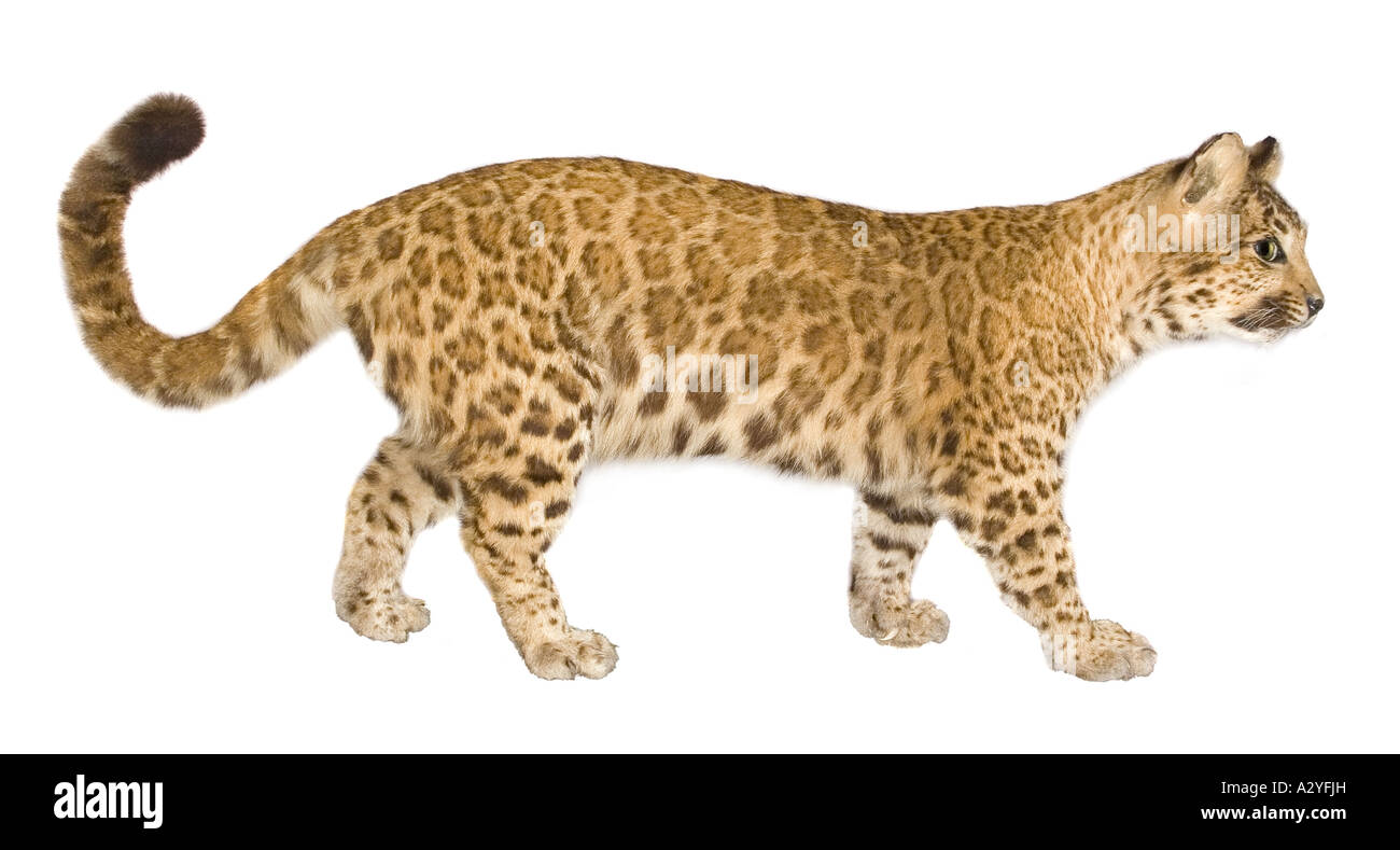 Ist ein Puma ein Leopard?