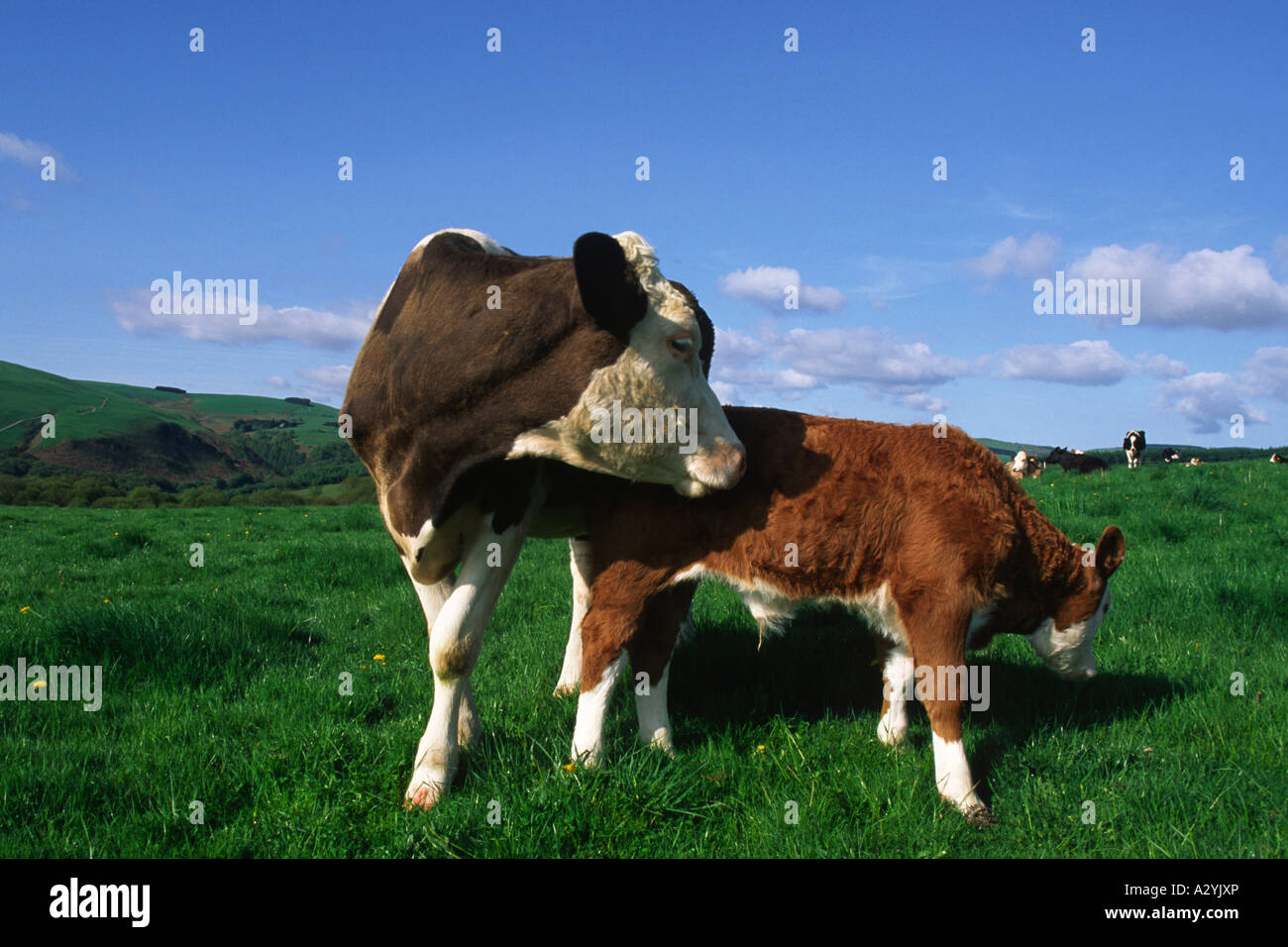 Simmentaler Kuh mit Kalb Hereford. Auf einem Bio-Bauernhof, Powys, Wales. VEREINIGTES KÖNIGREICH. Stockfoto