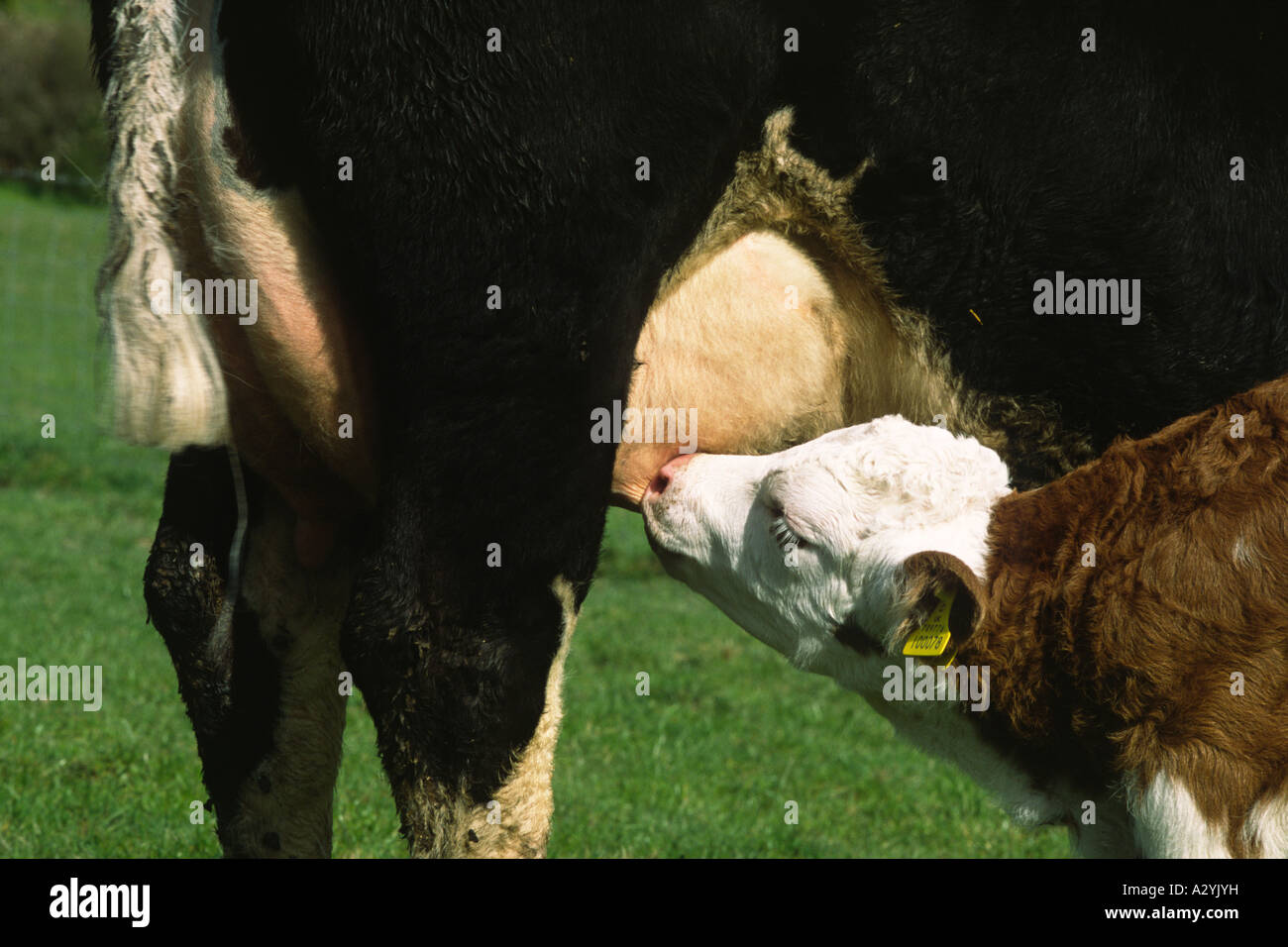 Junge Simmentaler Kalb Spanferkel auf Mutter Hereford. Auf einem Bio-Bauernhof. Powys, Wales, UK. Stockfoto