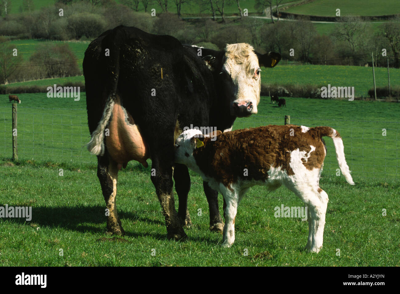 Junge Simmentaler Kalb Spanferkel auf Mutter Hereford. Auf einem Bio-Bauernhof. Powys, Wales, UK. Stockfoto