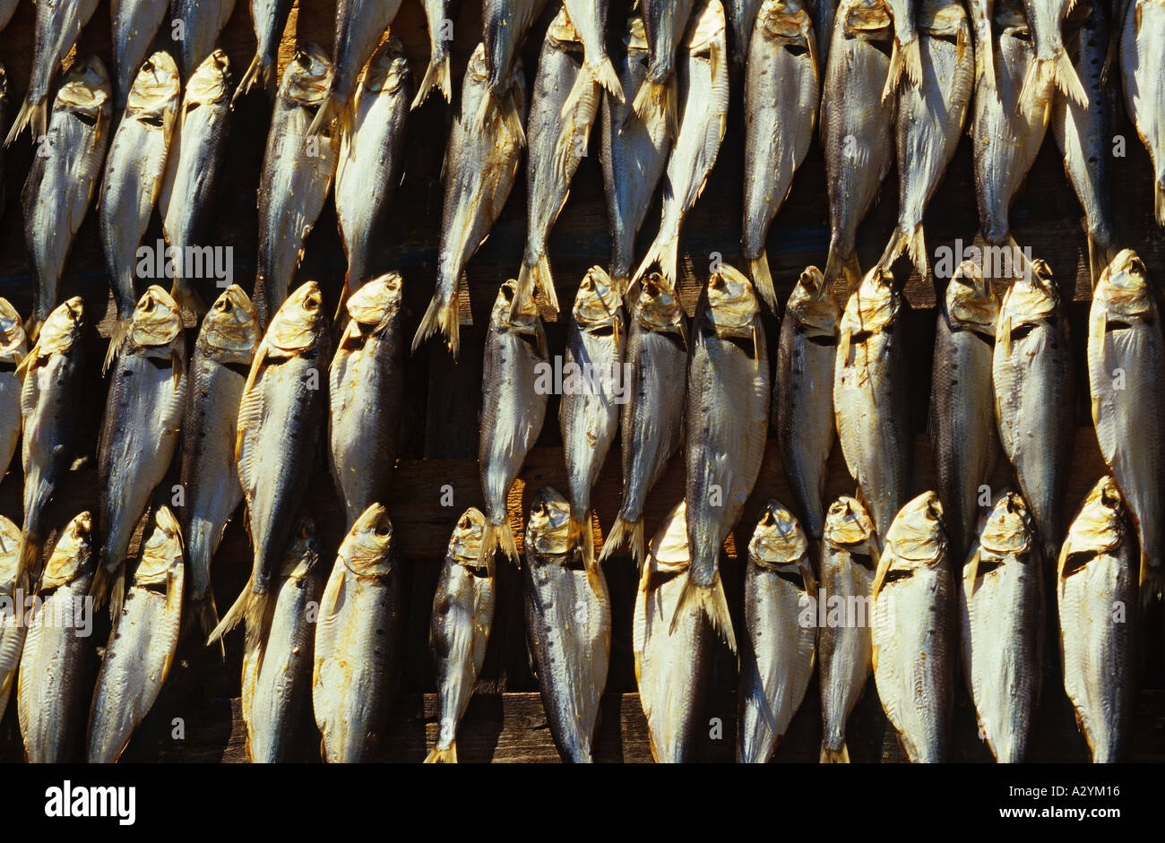 Italien See Maggiore Borromäischen Inseln Isole dei Pescatori Trocknung Fisch Stockfoto