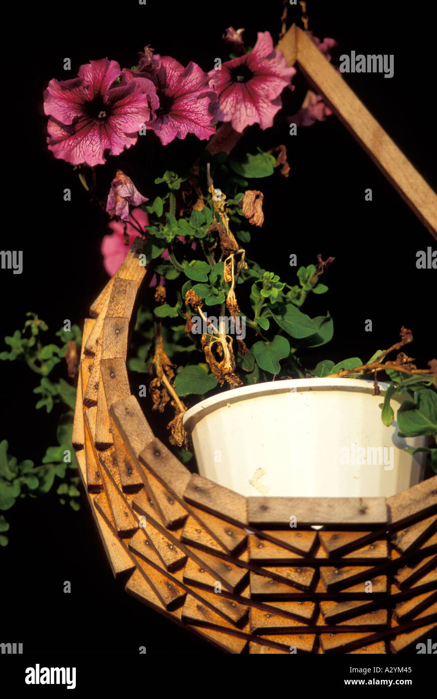 Hölzerne Gitter hängenden Korb mit lila Blumen Geranien Stockfoto