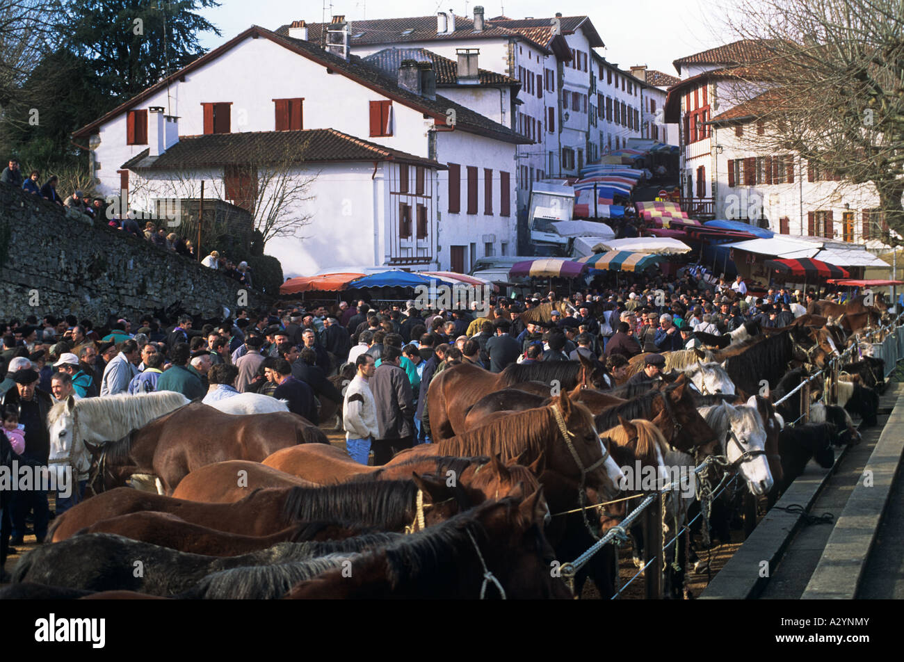 Jährliche Pottok fair Pyrenäen Ponys, in Espelette in den Pays Basque Stockfoto