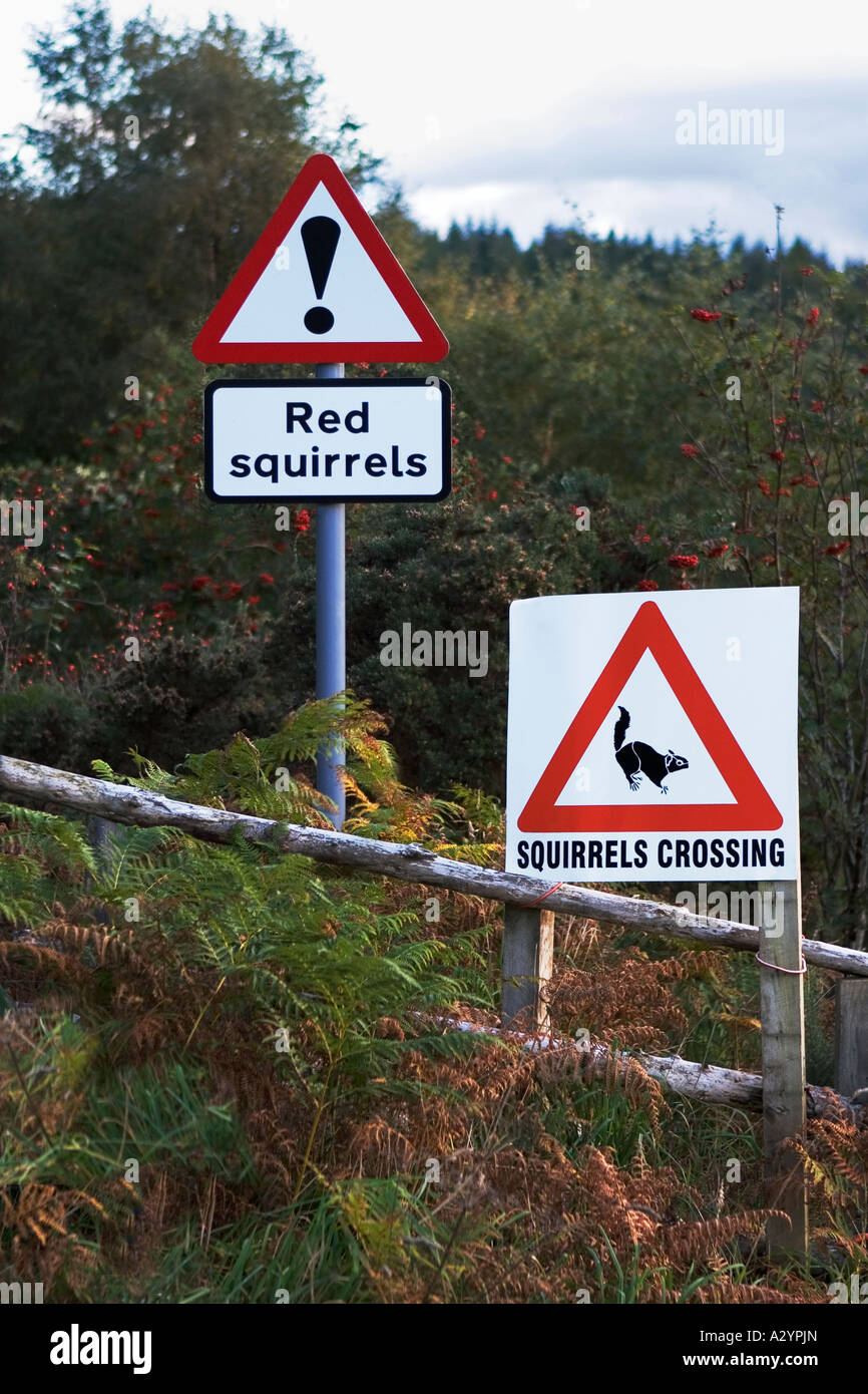Verkehrsschilder, warnen, Fahrer des roten Squirels crossing, Farr, Inverness, Schottland, Vereinigtes Königreich Stockfoto