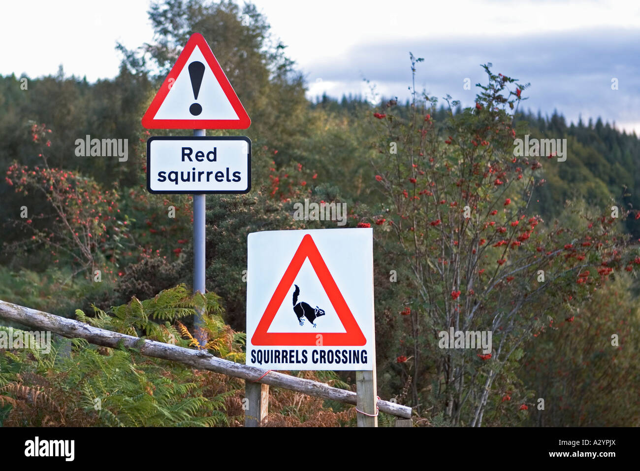 Verkehrszeichen warnen Treiber der roten Eichhörnchen überqueren, Farr, Inverness, Scotland, UK Stockfoto