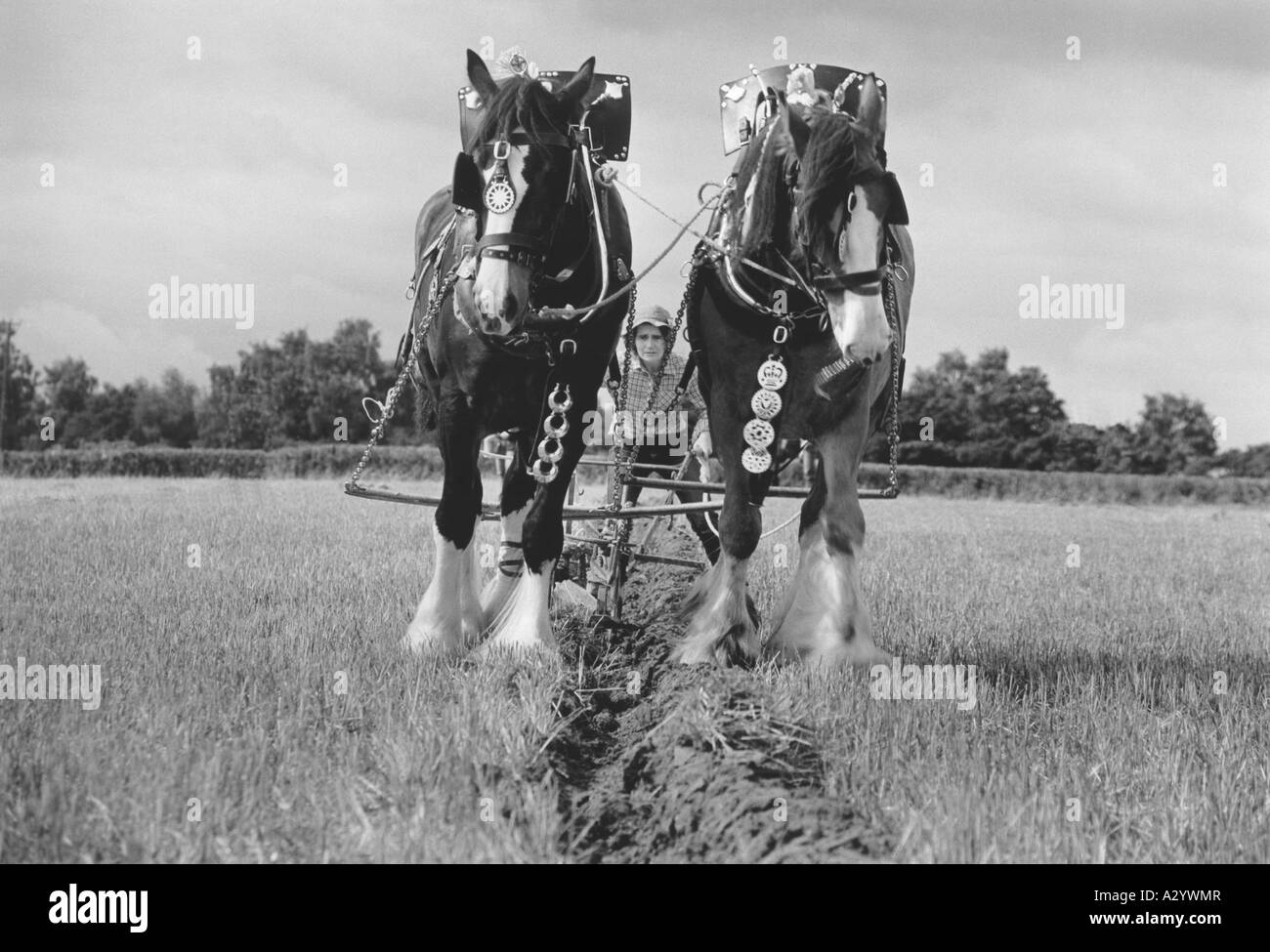 Pflügen mit schweren Pferden bei Lingfield Surrey England UK Stockfoto