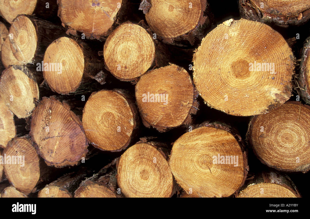 Gestapelte Nadelholz Bäume abgeholzt warten darauf, aus dem Wald England entfernt werden Stockfoto