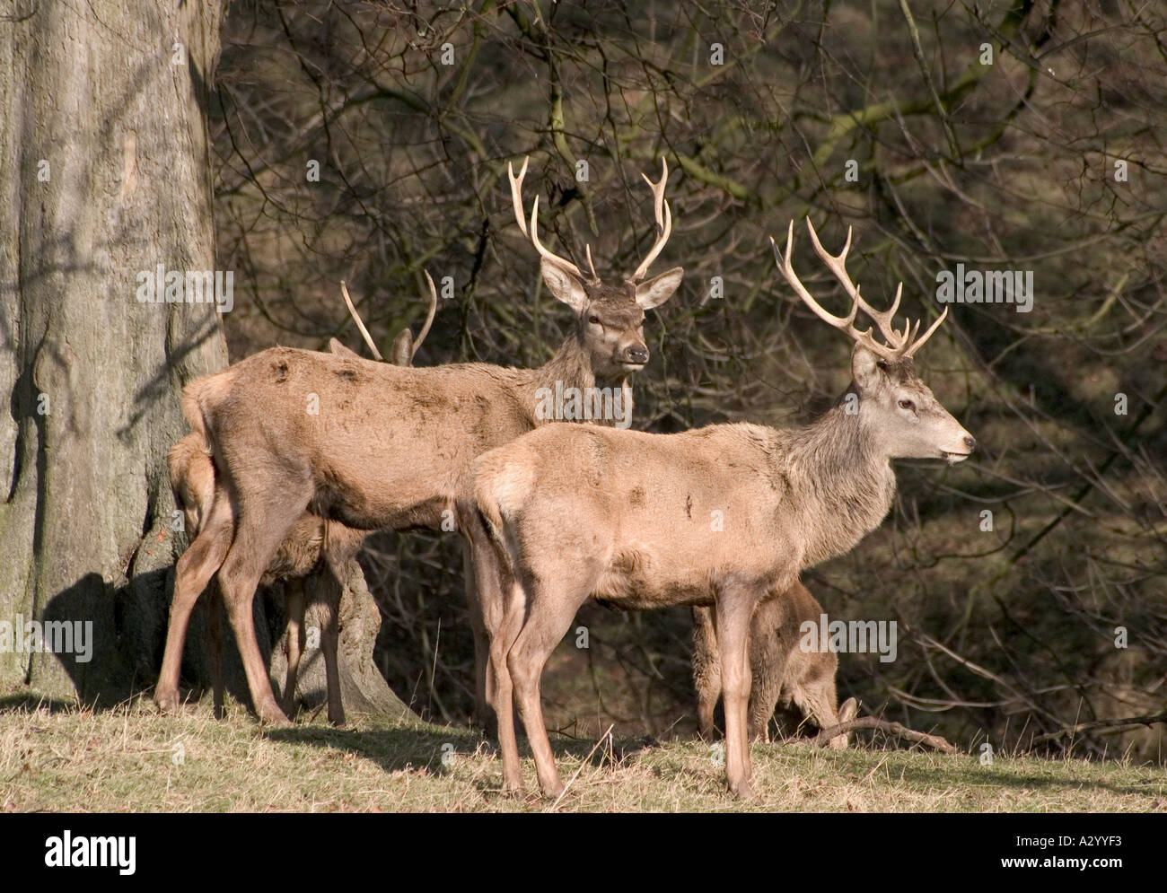 Rothirsch im Studley Royal Park Brunnen Abtei North Yorkshire Stockfoto