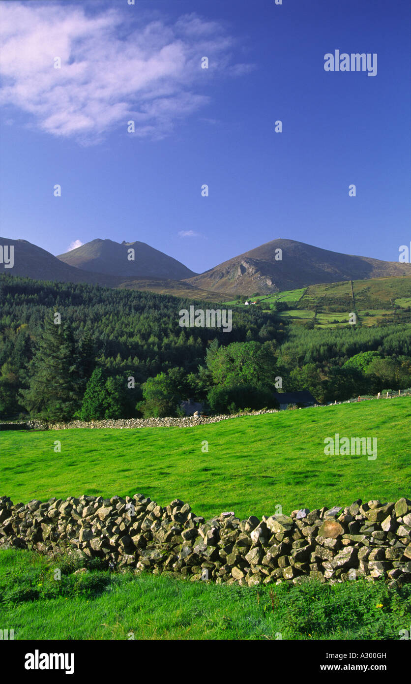 Grüne Felder unterhalb der Mourne Mountains. County Down, Nordirland, Großbritannien Stockfoto