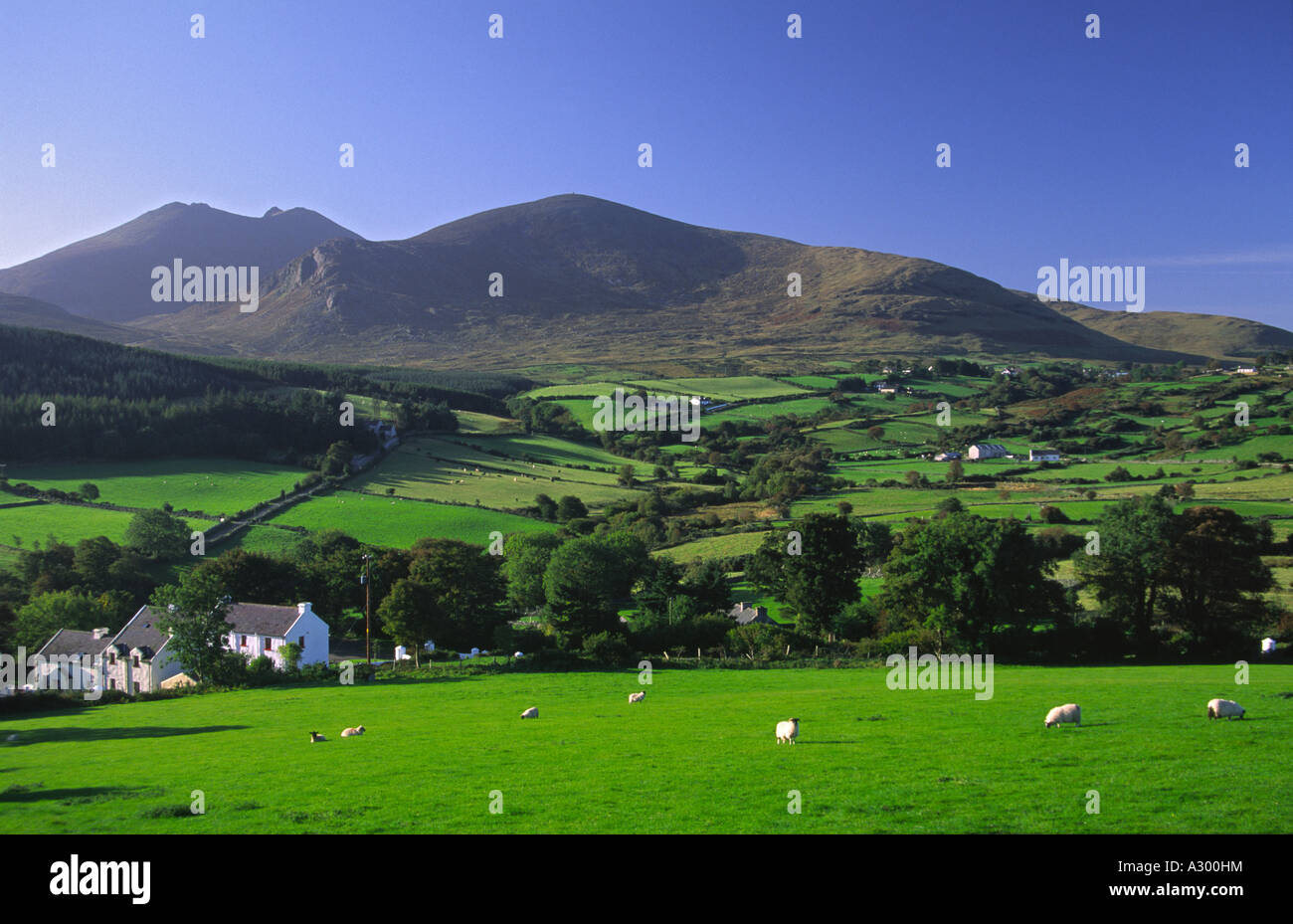 Traditionelle irische Bauernhaus und grüne Felder unterhalb der Mourne Mountains. County Down, Nordirland, Großbritannien Stockfoto