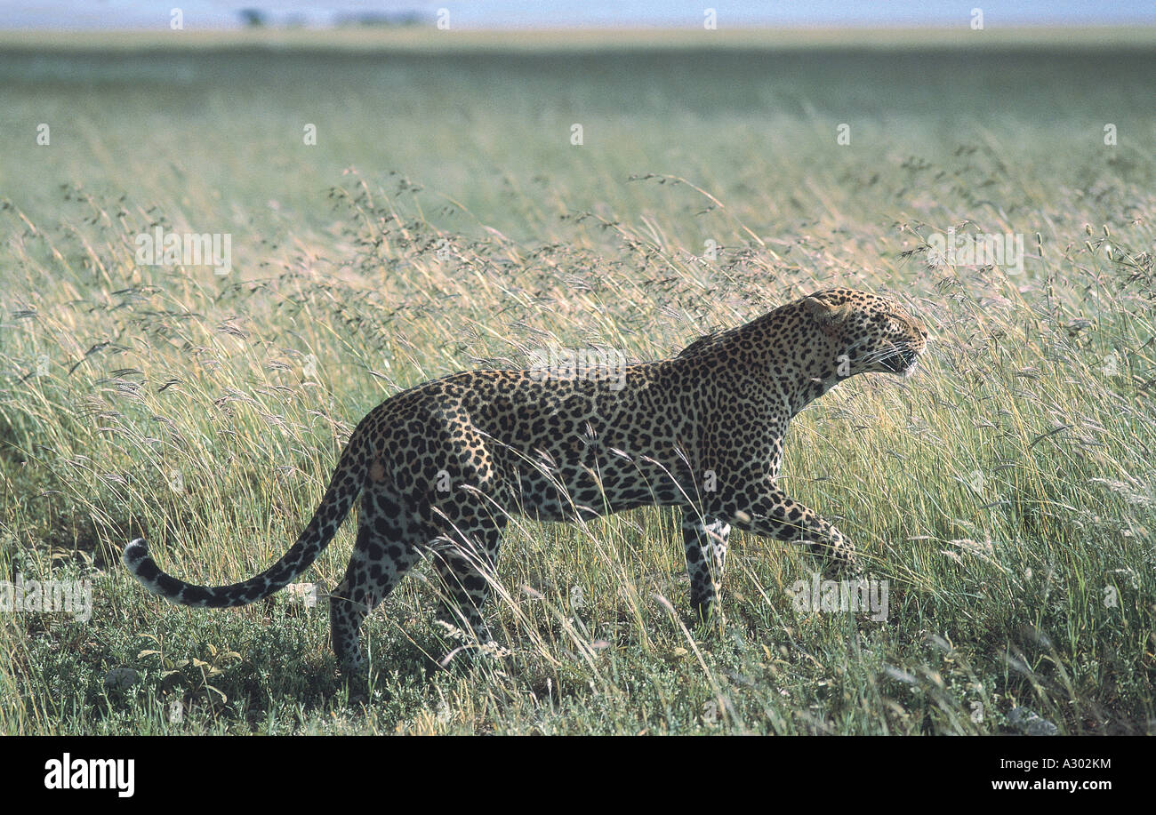 Leopard zu Fuß langen Gras im Serengeti Nationalpark, Tansania Stockfoto