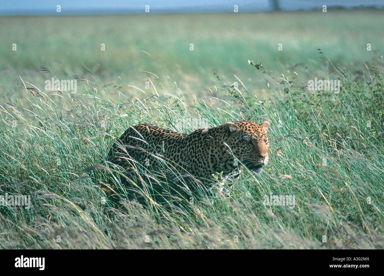 Alert Leopard auf der Suche nach Beute im Serengeti Nationalpark Tansania er bewegt sich durch lange Rasen Stockfoto
