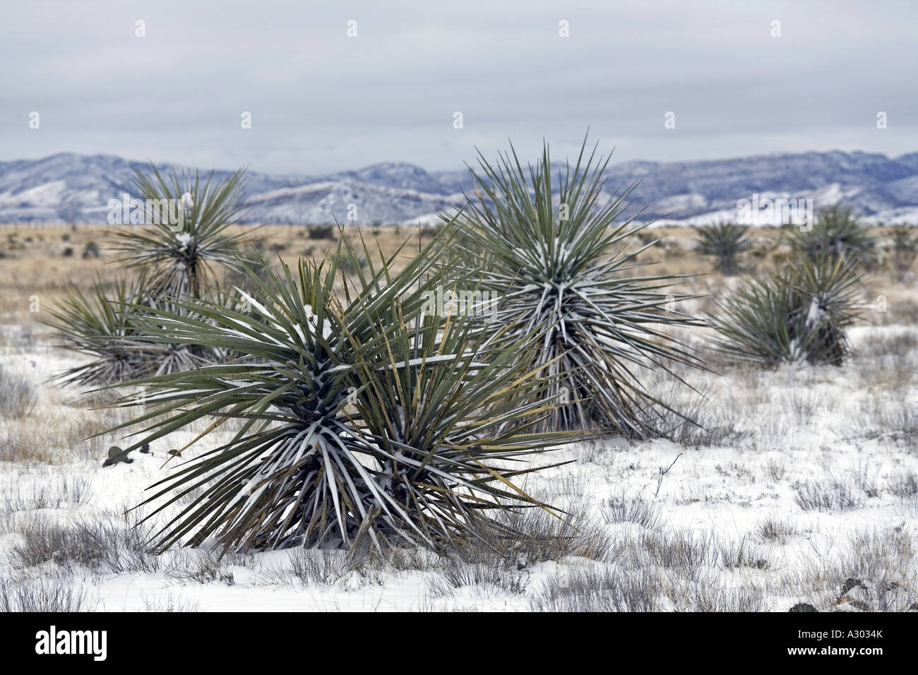 Winterlandschaft mit Yucca-Kaktus in der Texas Teil der Chihuhuan-Wüste in der Nähe von Marathon Stockfoto