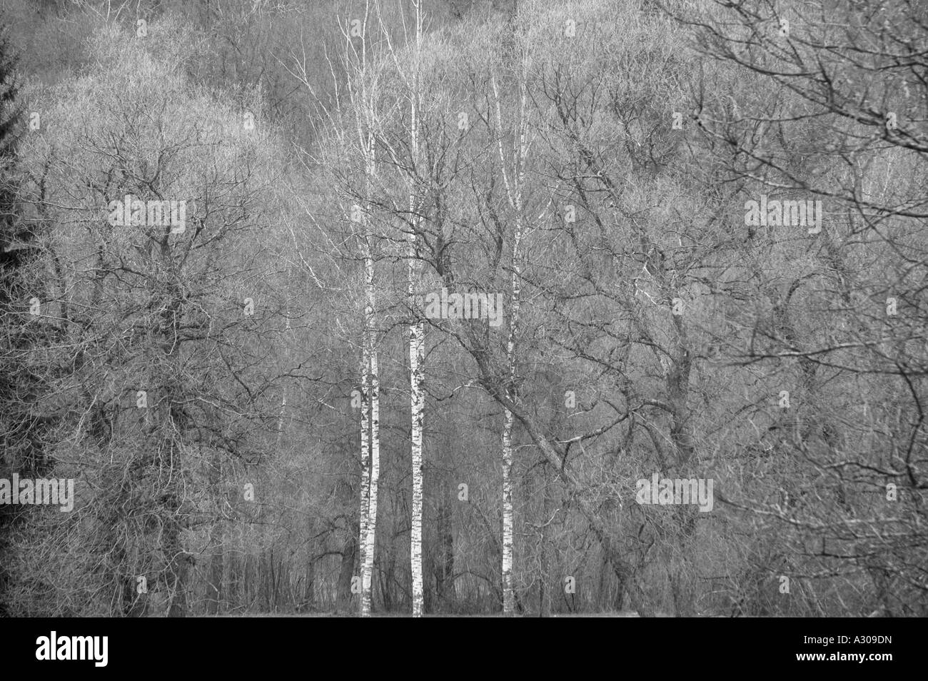 Birkenwald Sigulda Lettland Stockfoto