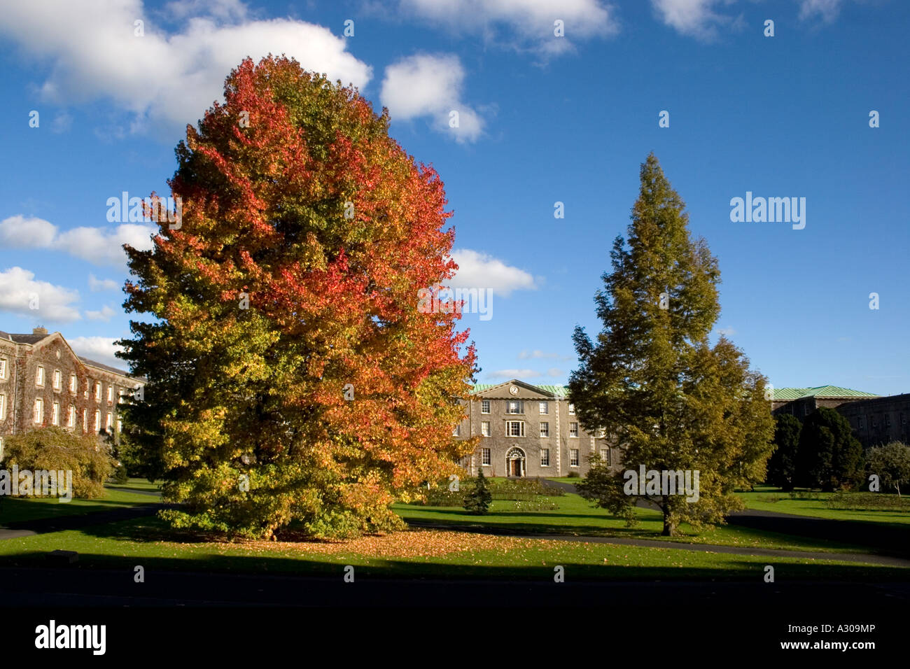 Außenseite des Maynooth College durch Bäume gesehen Stockfoto