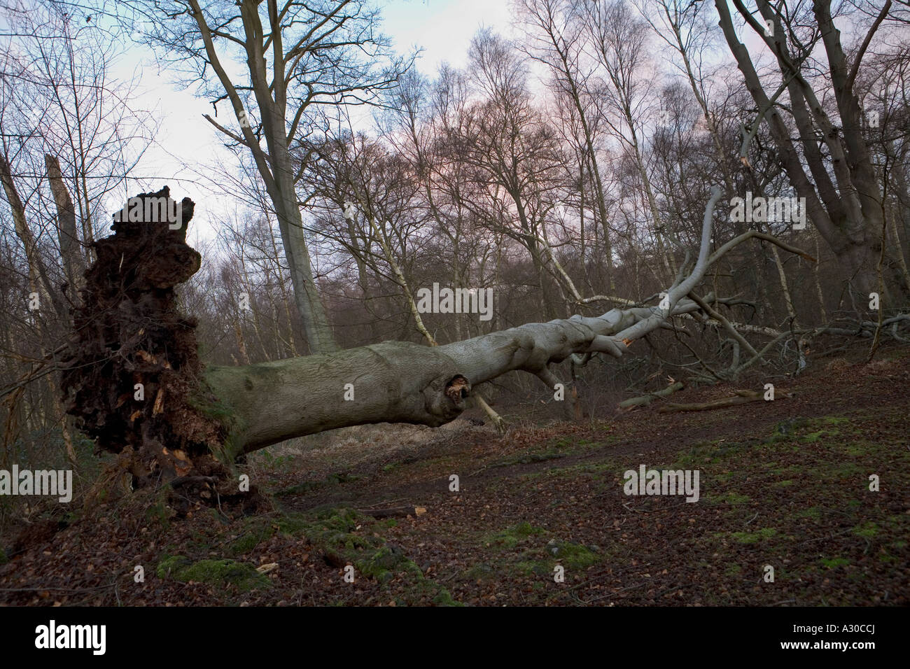 Umstürzenden Baum nach Sturm in Epping Forest Stockfoto