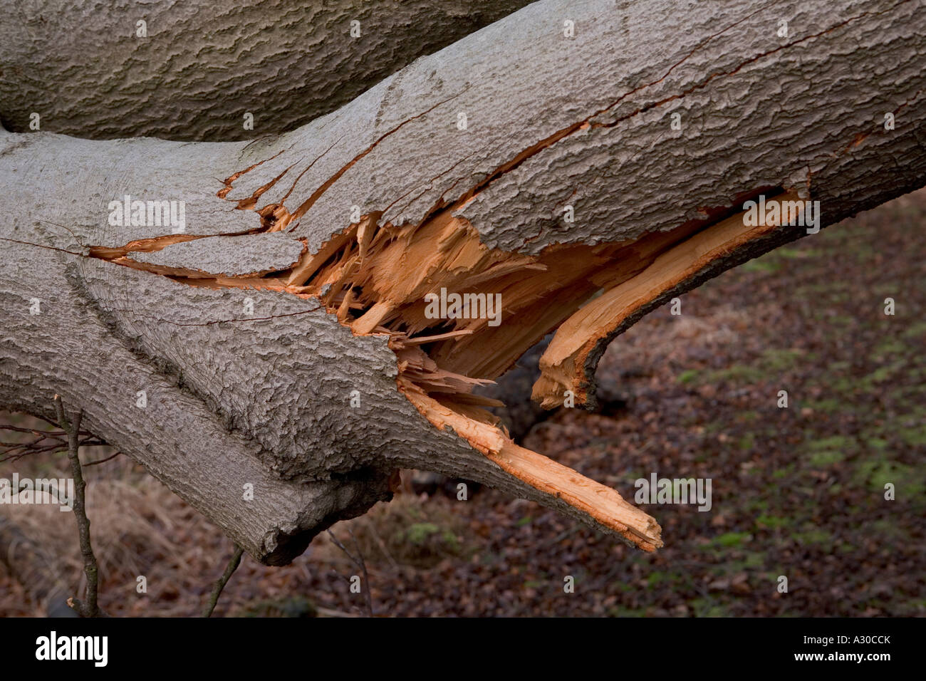 Gebrochenen Baumstamm auf einen umstürzenden Baum nach Sturm in Epping Forest Stockfoto