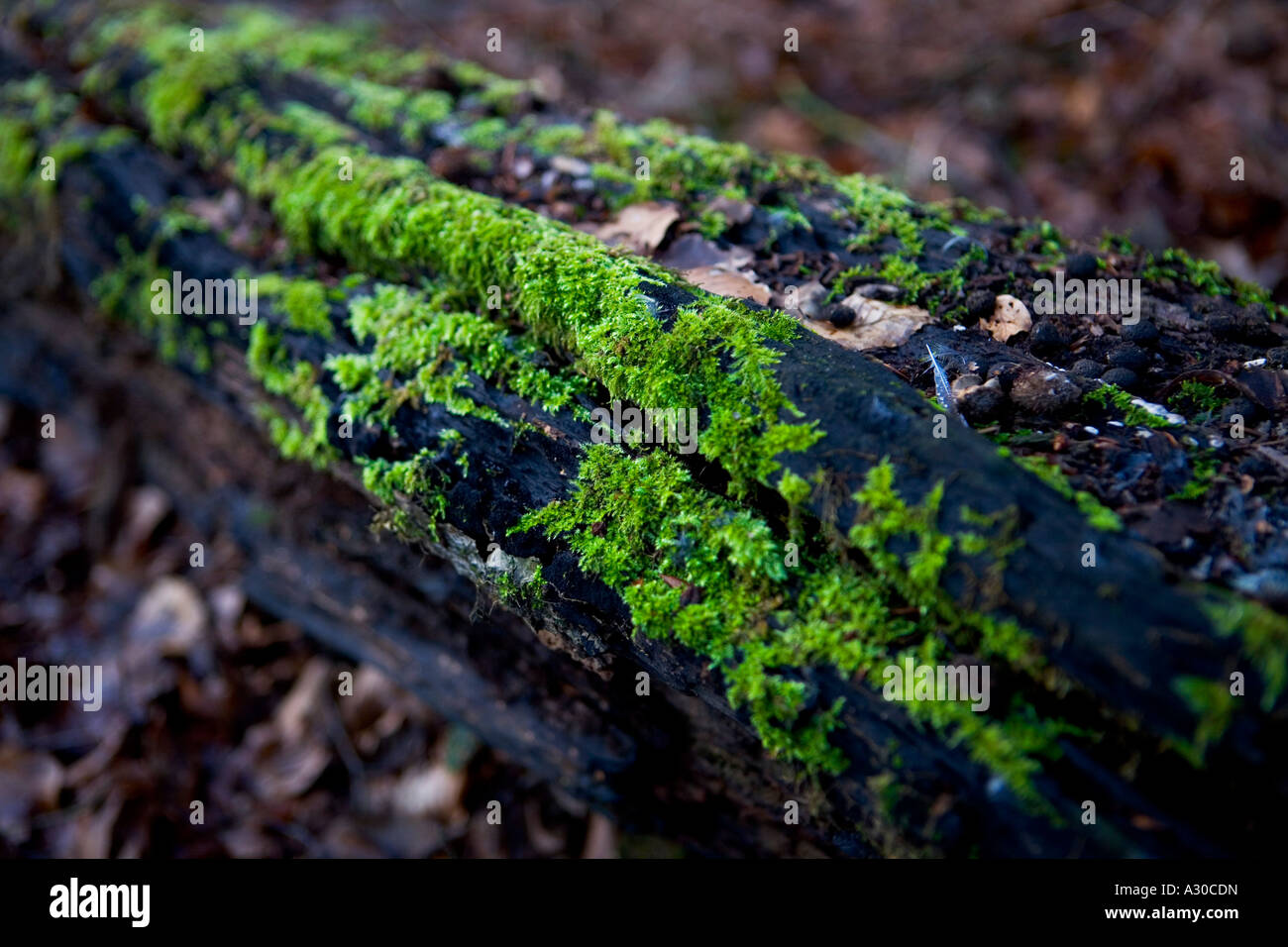 Grünes Moos wachsen auf einem umgestürzten Baum im Epping Forest Stockfoto