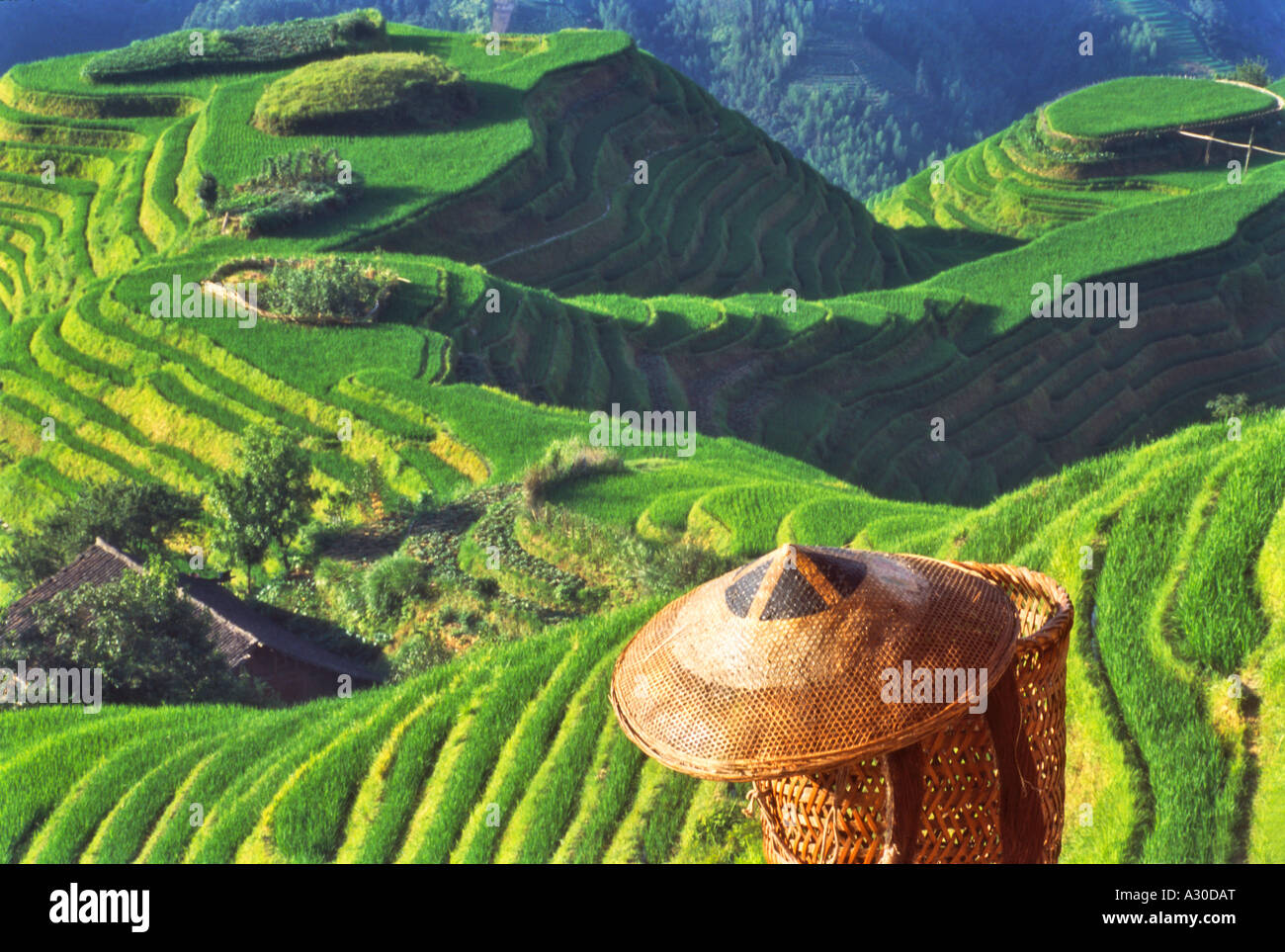 Bambushut und Korb mit terrassierten Reisfelder in den Bergen der Provinz  Guangxi Longsheng China Stockfotografie - Alamy