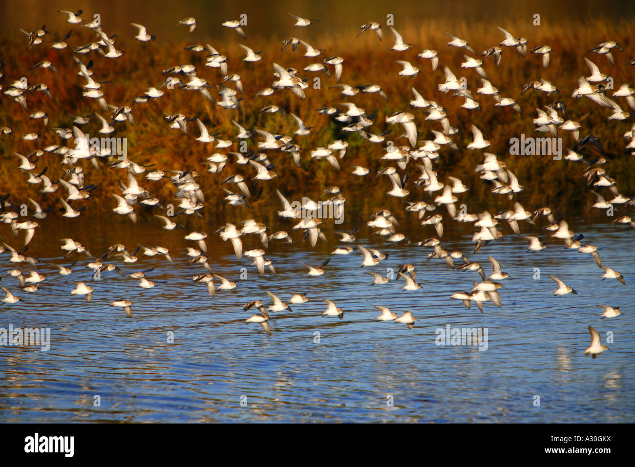 Zugvögel In der Newport Back Bay Newport Beach Orange County Kalifornien Vereinigte Staaten Stockfoto