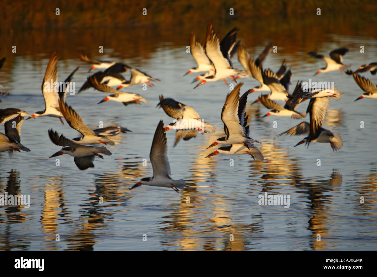 Zugvögel In Newport Back Bay Newport Beach Orange County Kalifornien Vereinigte Staaten USA Stockfoto