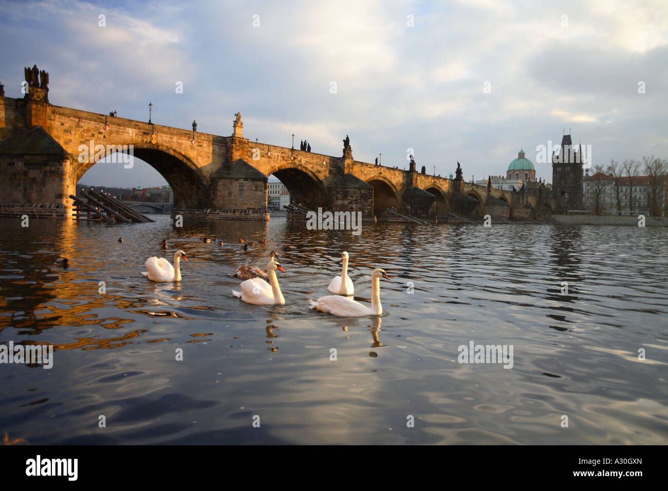 Schwäne auf der Moldau mit der Karlsbrücke Prag Tschechische Republik Europa Stockfoto