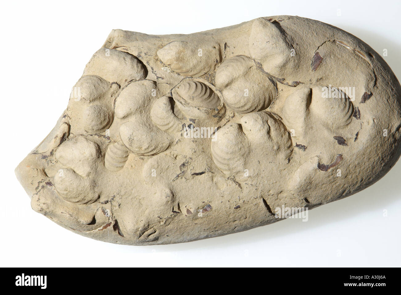fossilen Muscheln in Konkretion aus New Mexico, USA Stockfoto