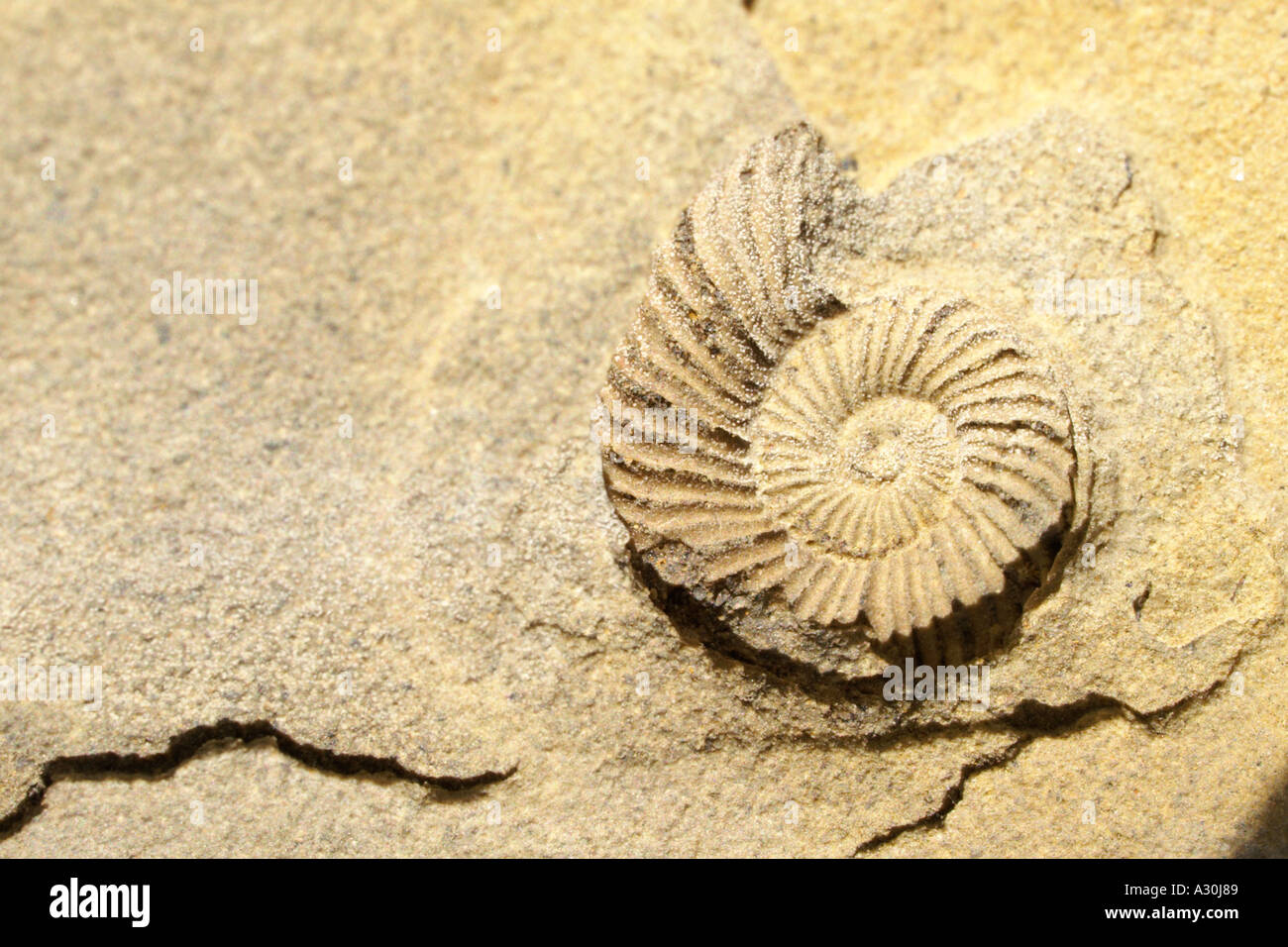 Makroaufnahme einer einzigen Schnecken fossilen Stockfoto