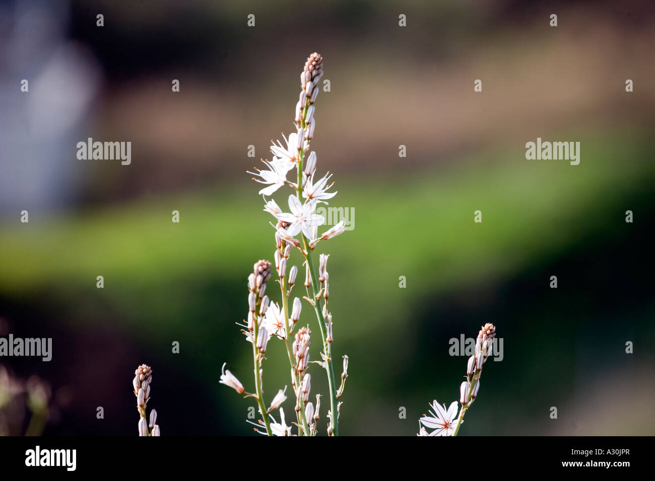 Gemeinsamen Asphodel (Asphodelus Aestivus) wächst in Spanien Stockfoto