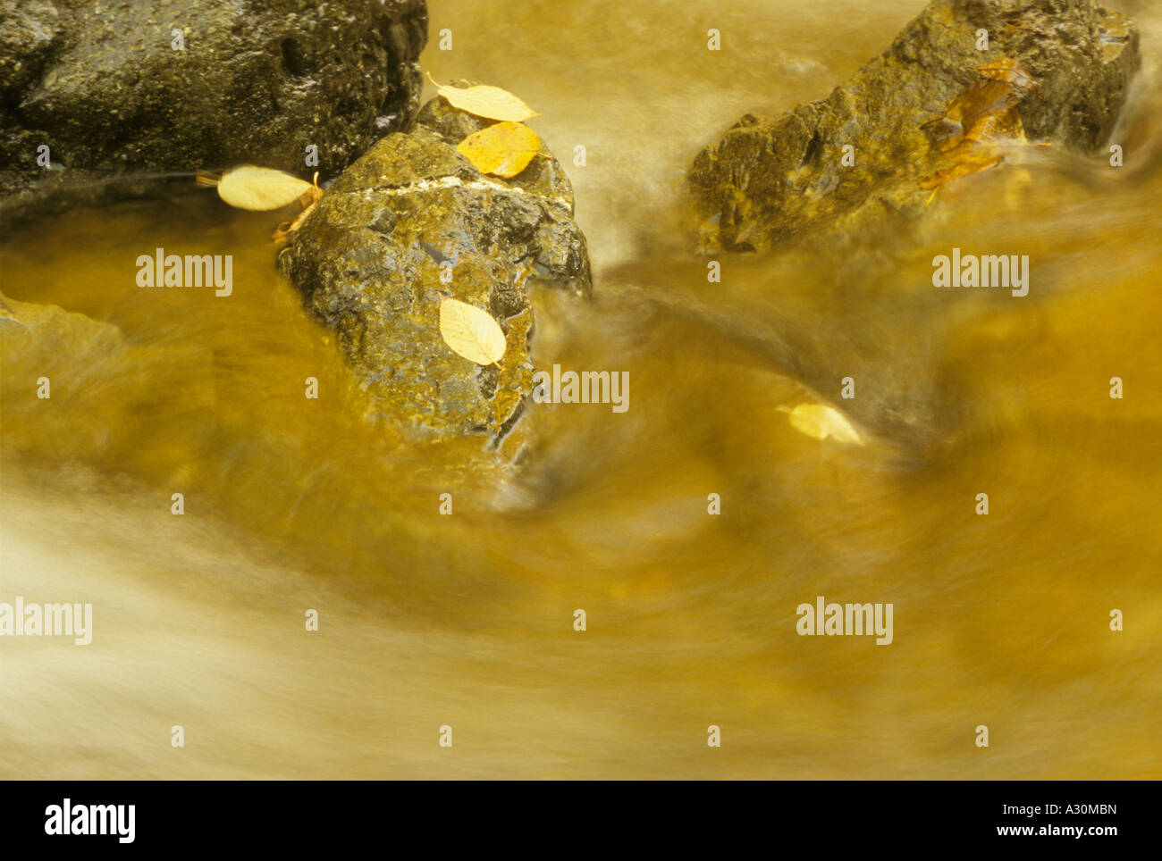 Laub auf Felsen in einem Stream in Quebec Stockfoto