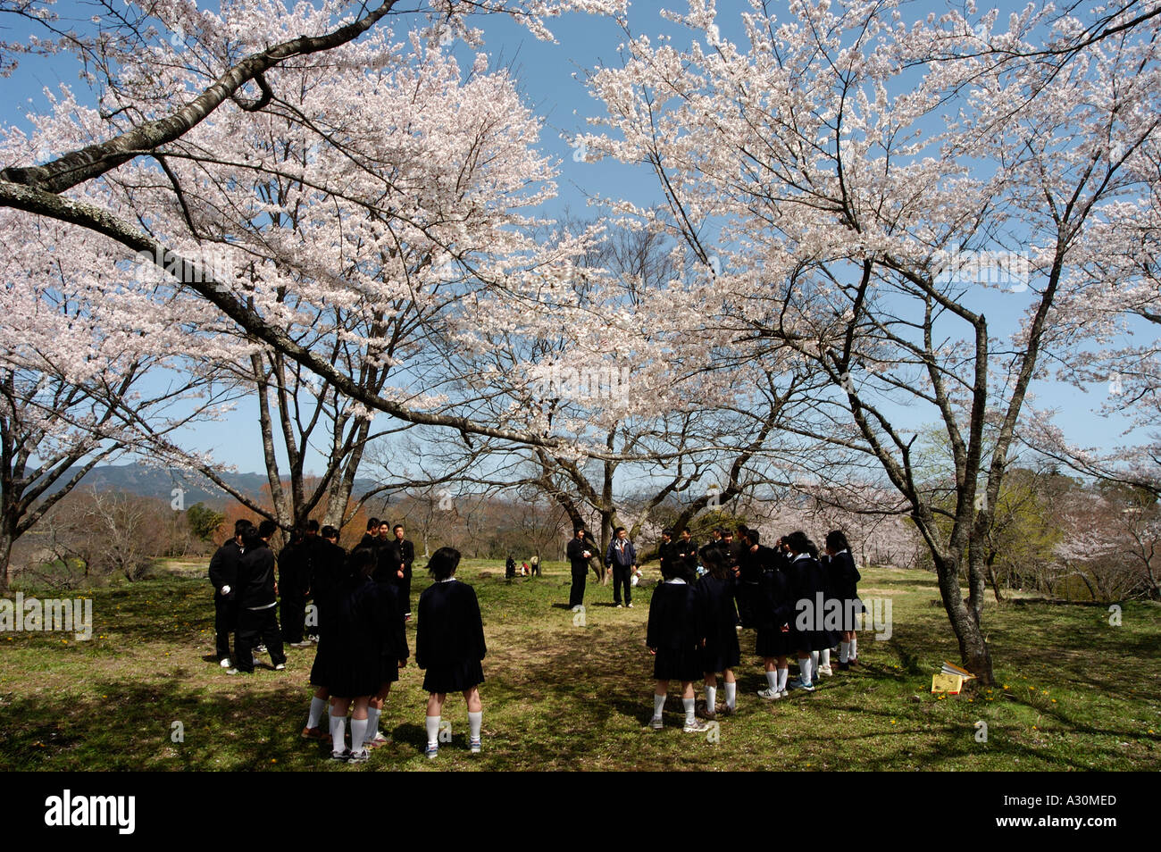 Schüler singen Kirschblüte Oka-Jo Burg Taketa Stadt Oita Präfektur Kyushu Japan Stockfoto