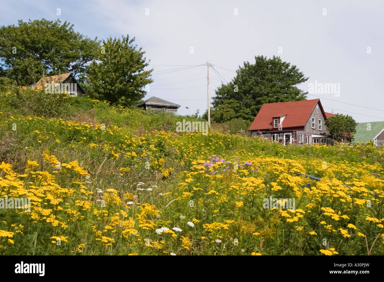Rot-Dach-Haus auf einem Hügel von gelben Blüten Stockfoto