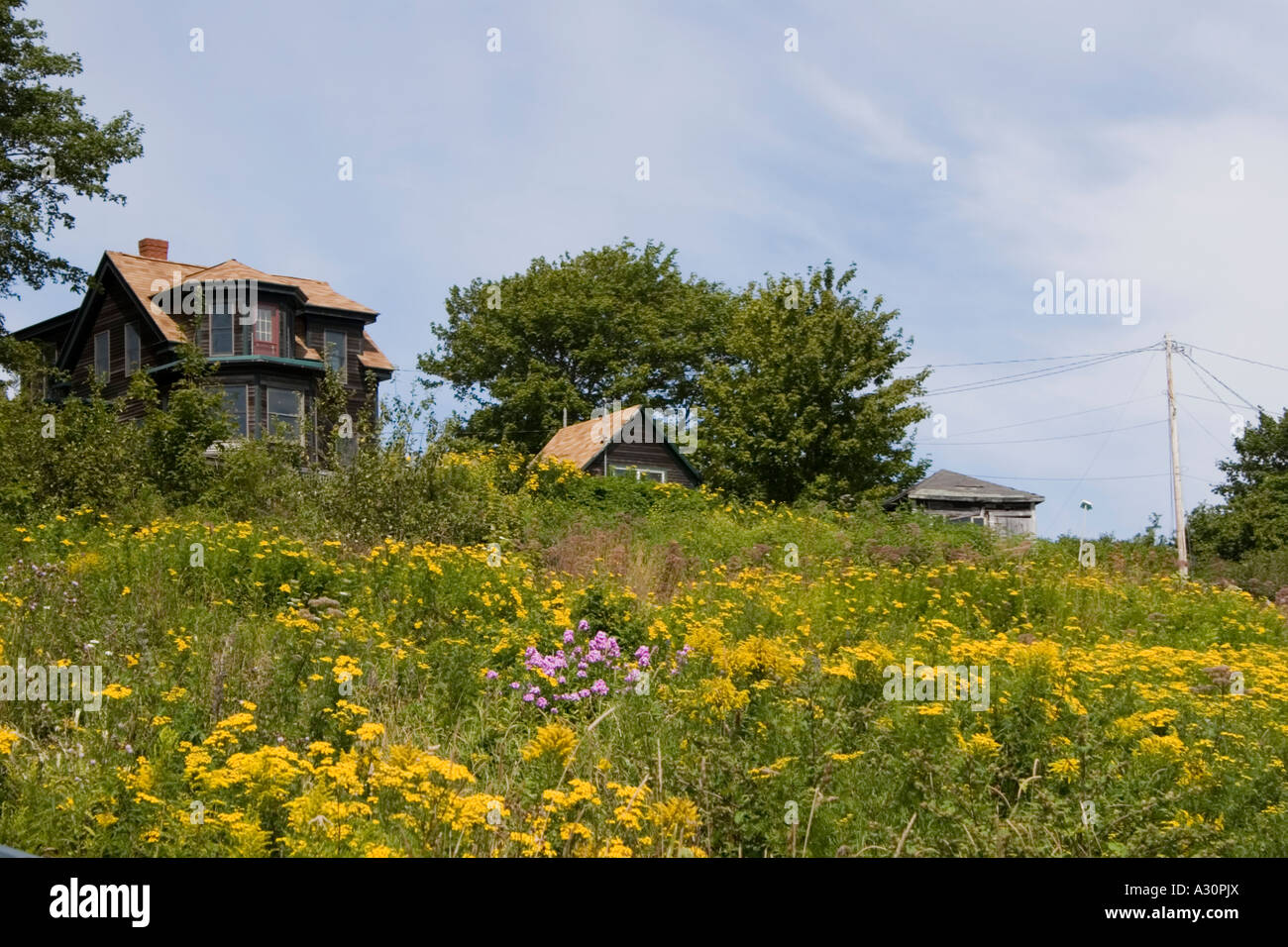 Hilltop Home im Bereich der gelben Blüten Stockfoto