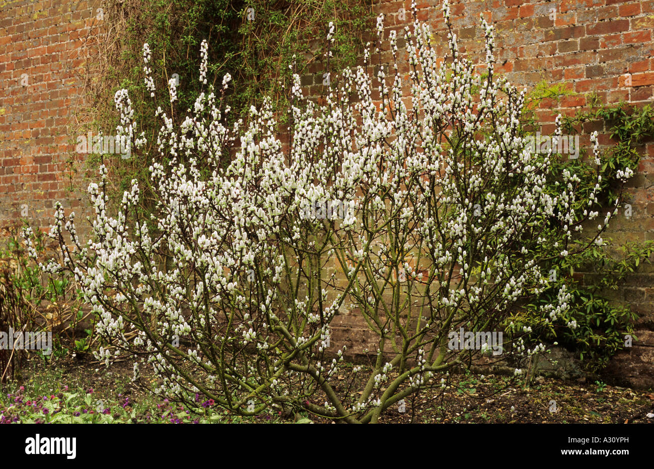 Salix Handsworthensis Wehrhahnii, Kätzchen, Frühling, Gartenpflanze, Weiden, Weide, Spring blossom Stockfoto