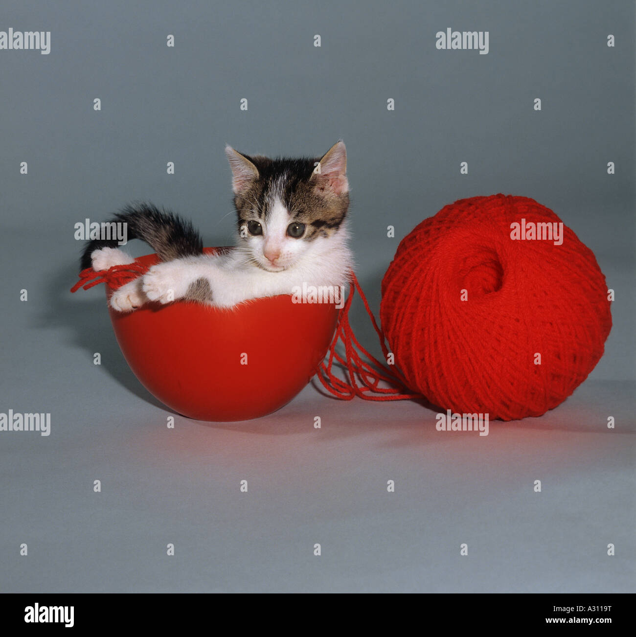 Kätzchen mit roten Ball aus Wolle Stockfoto