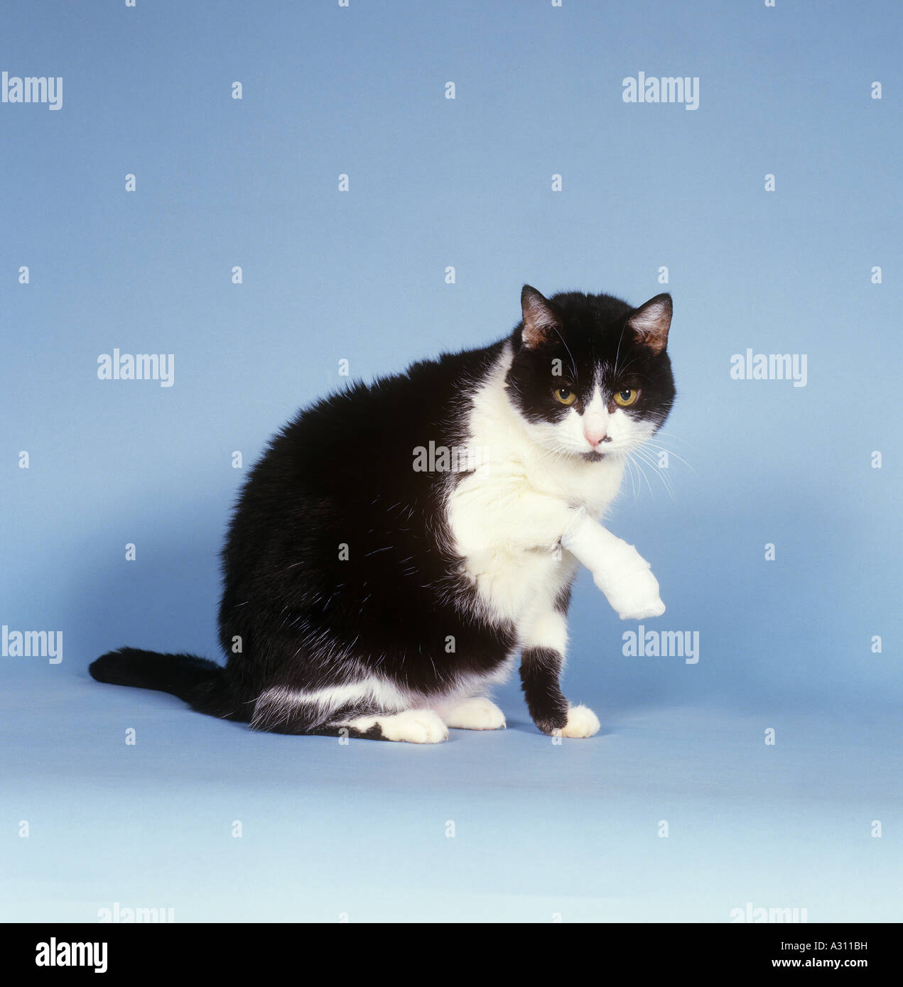 Hauskatze, schwarz-weißer Erwachsener mit bandageter Pfote. Studiobild vor blauem Hintergrund. Deutschland Stockfoto