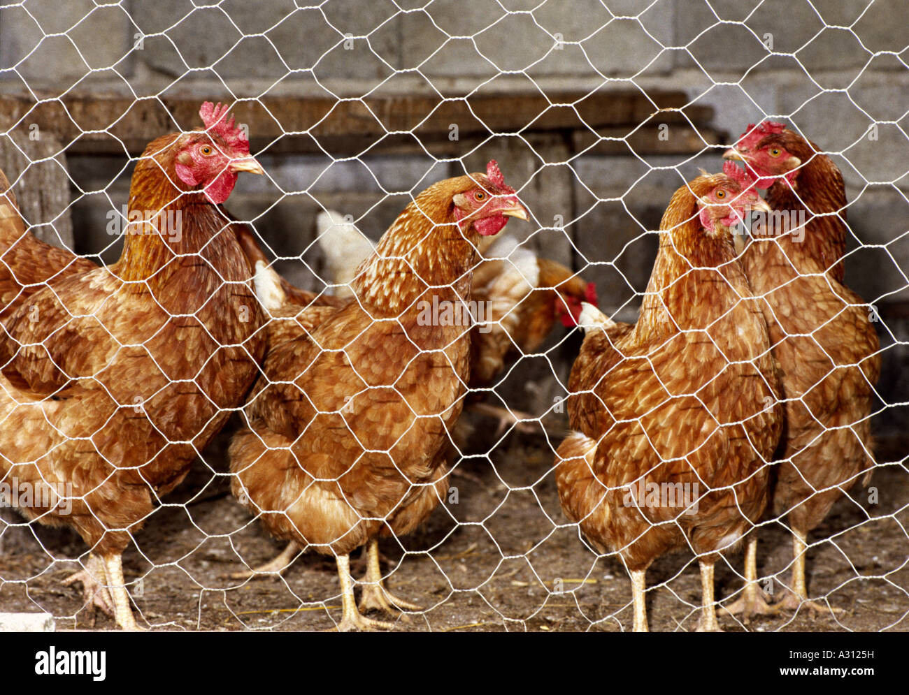 Hühner im Koop-Modus Stockfoto